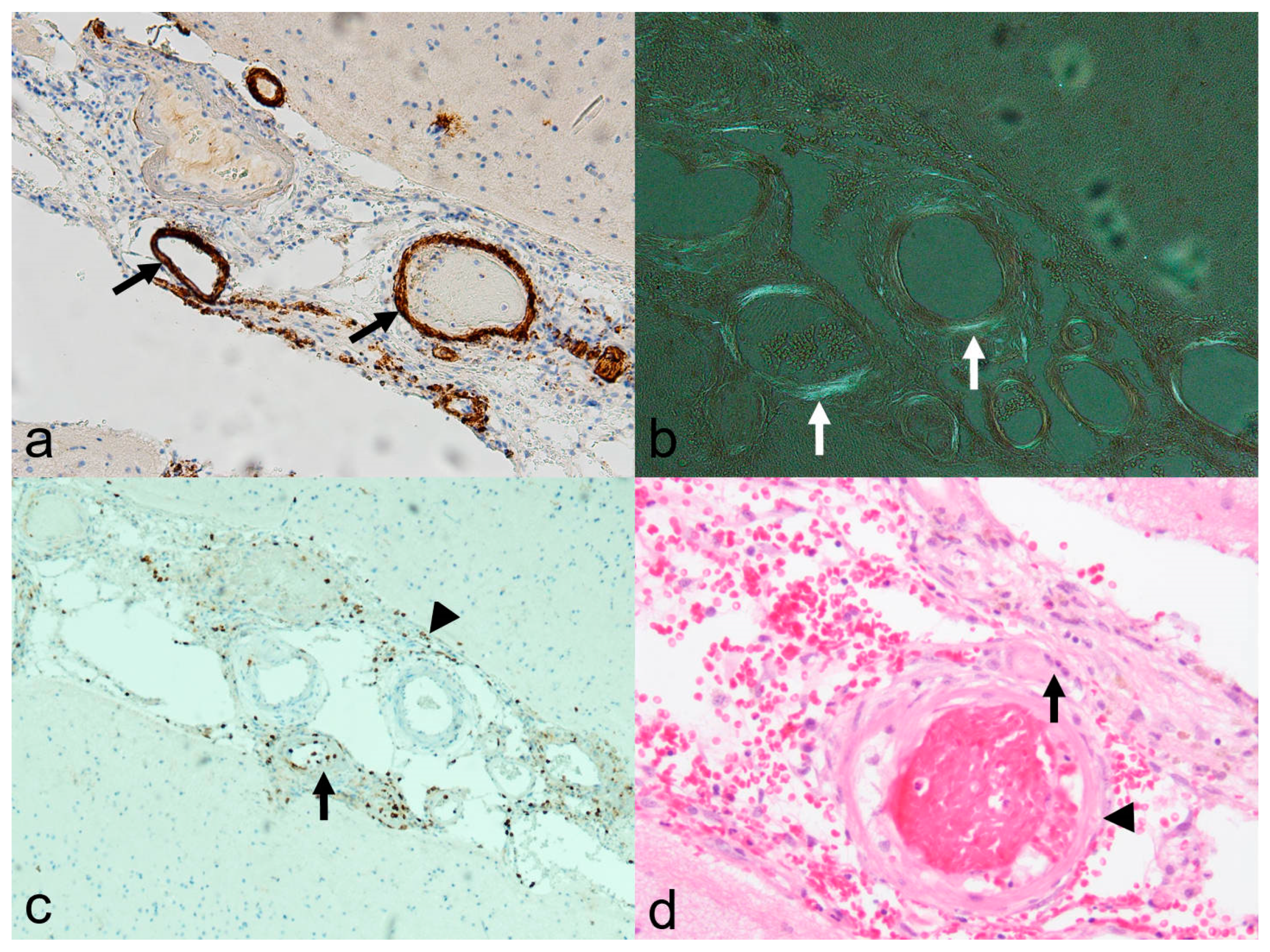 Biomedicines 13 00603 g008