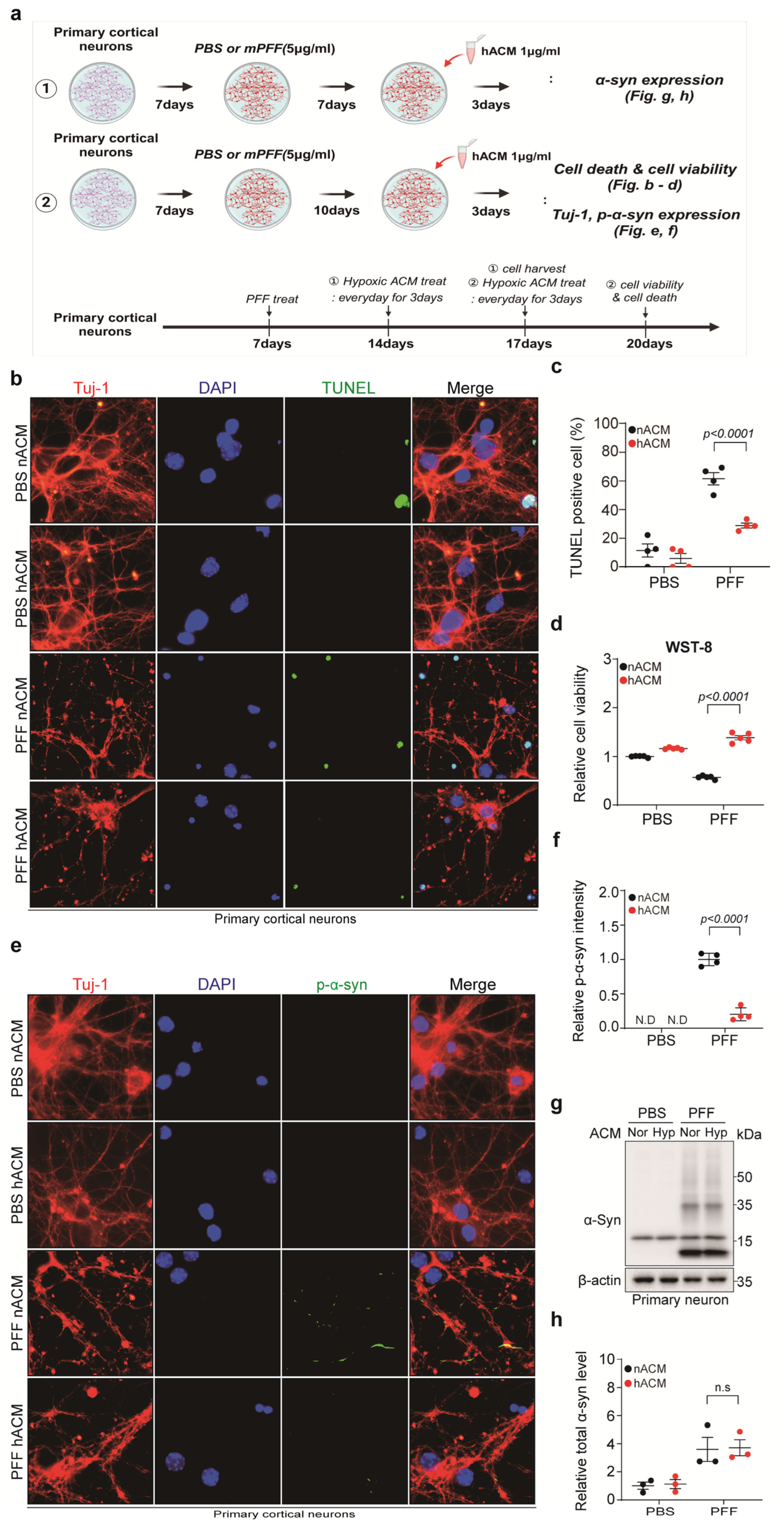 Biomedicines 13 00604 g004