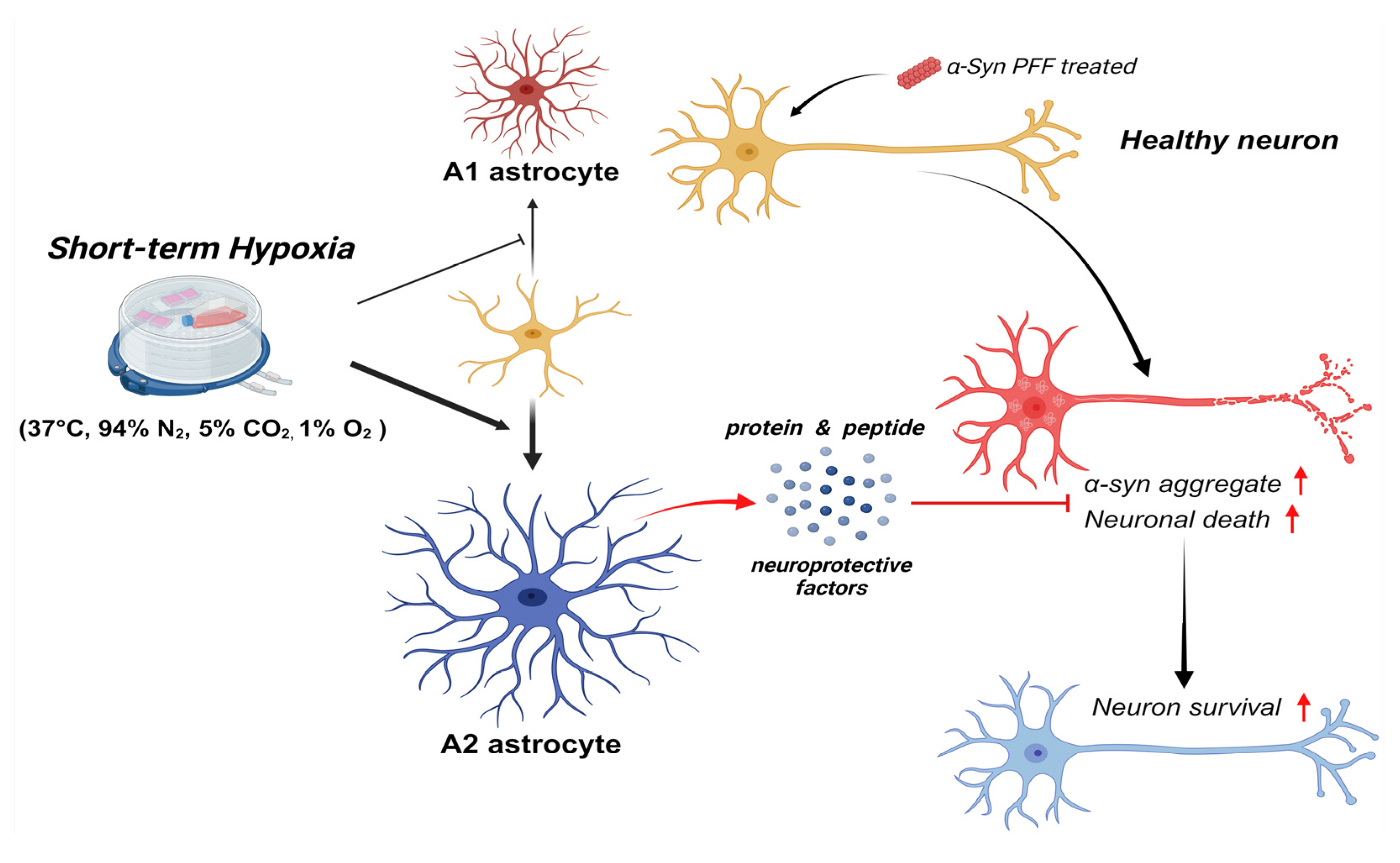 Biomedicines 13 00604 g006