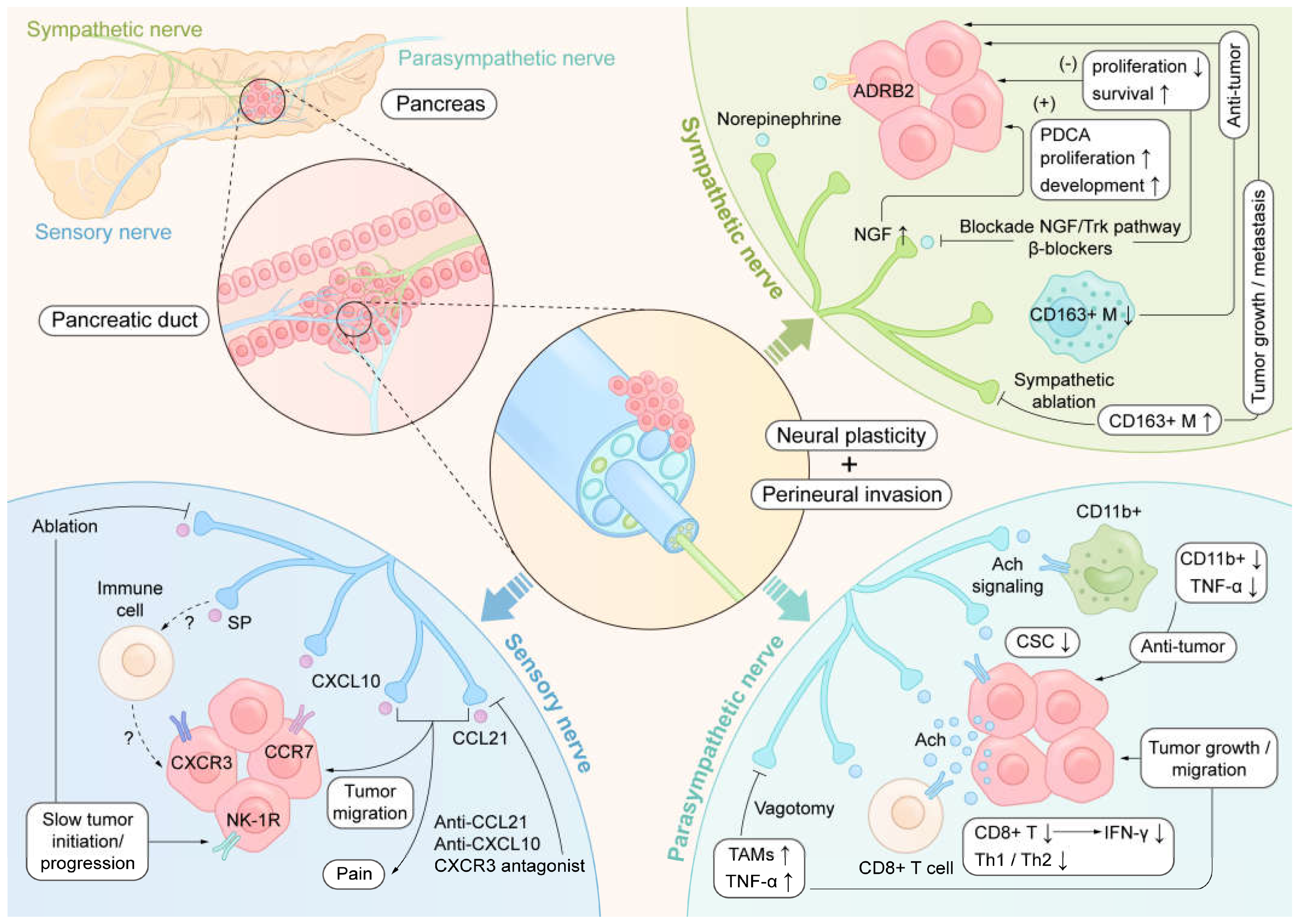 Biomedicines 13 00609 g001