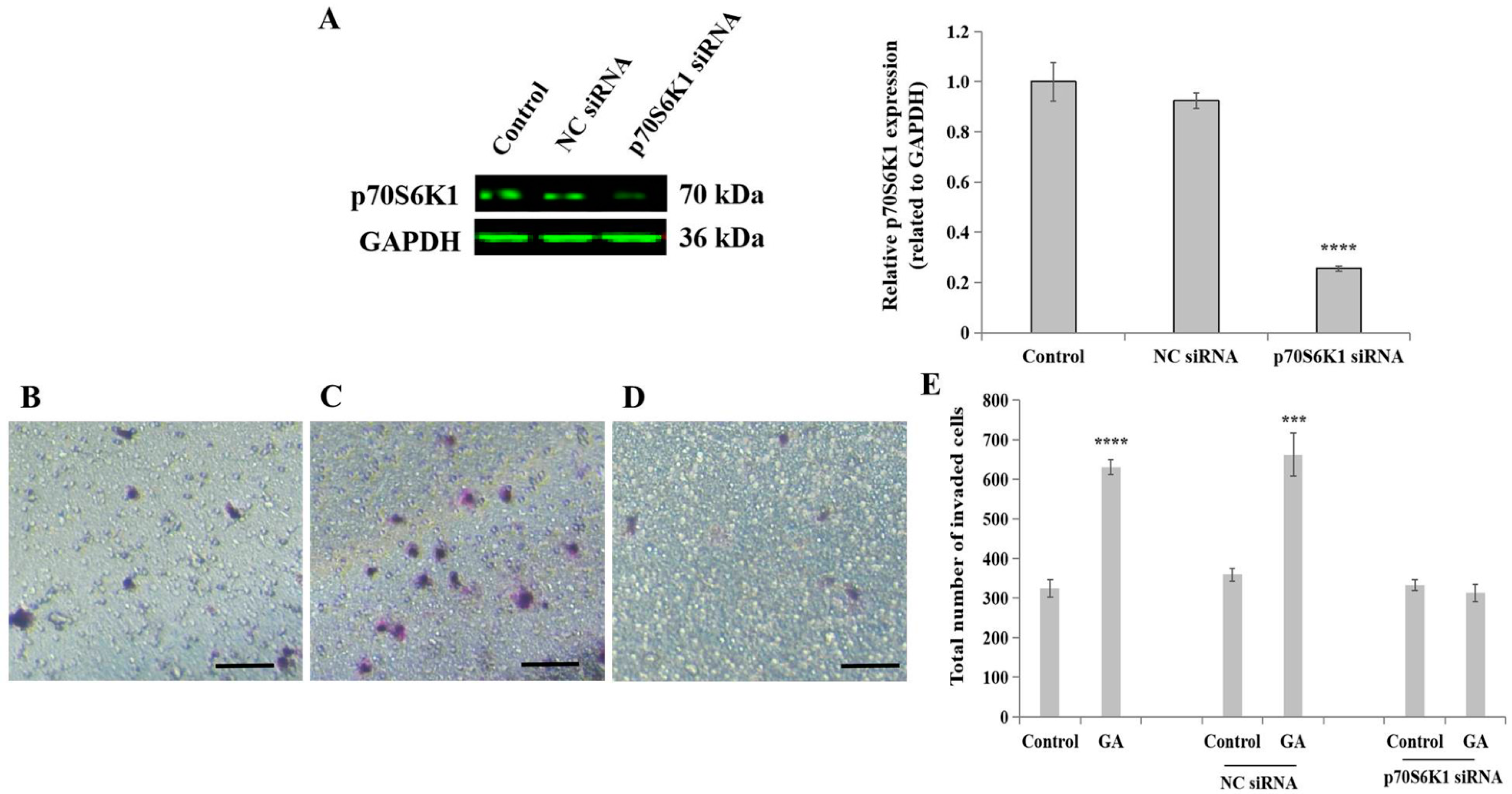 Biomedicines 13 00612 g002