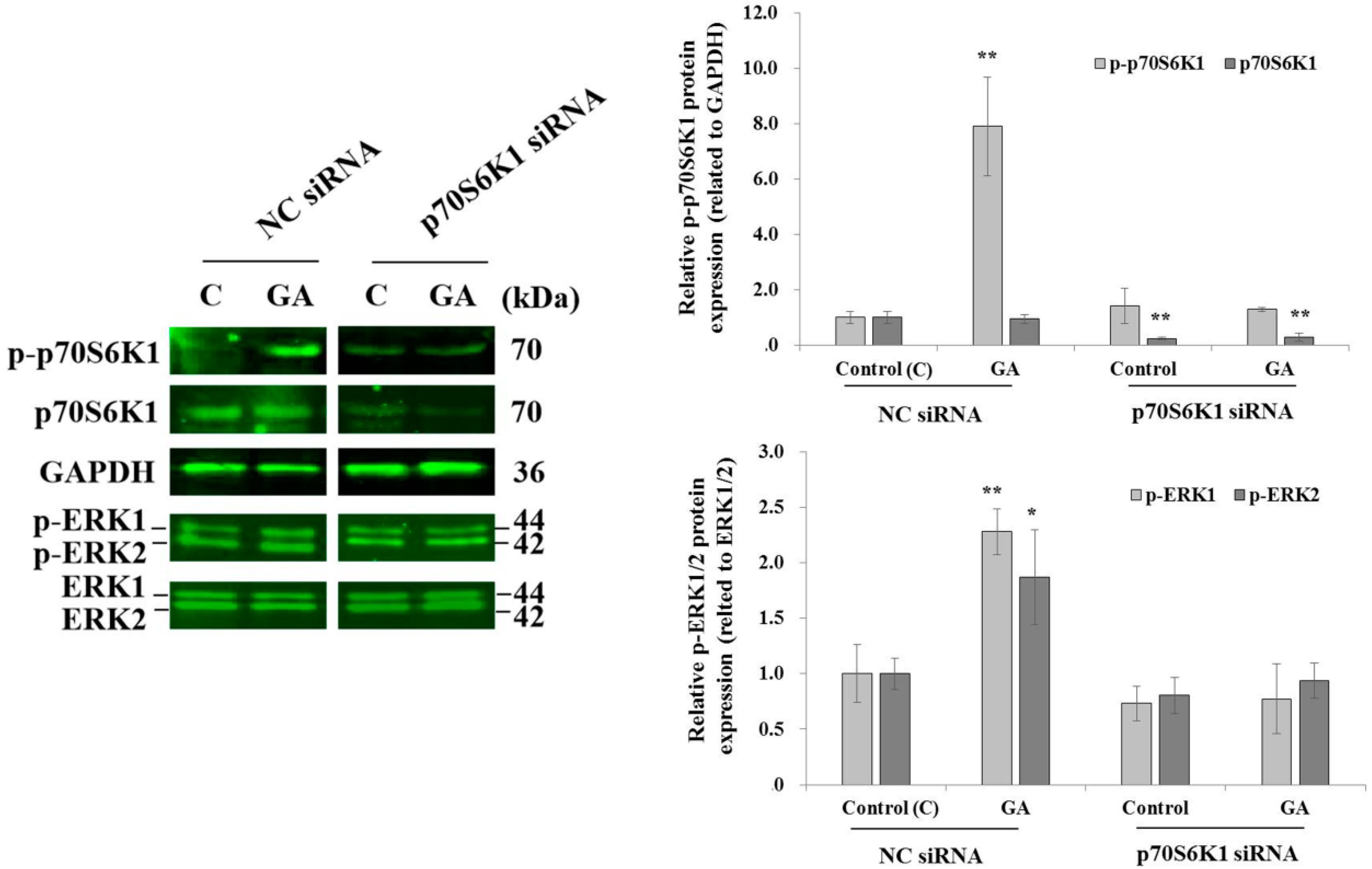 Biomedicines 13 00612 g003