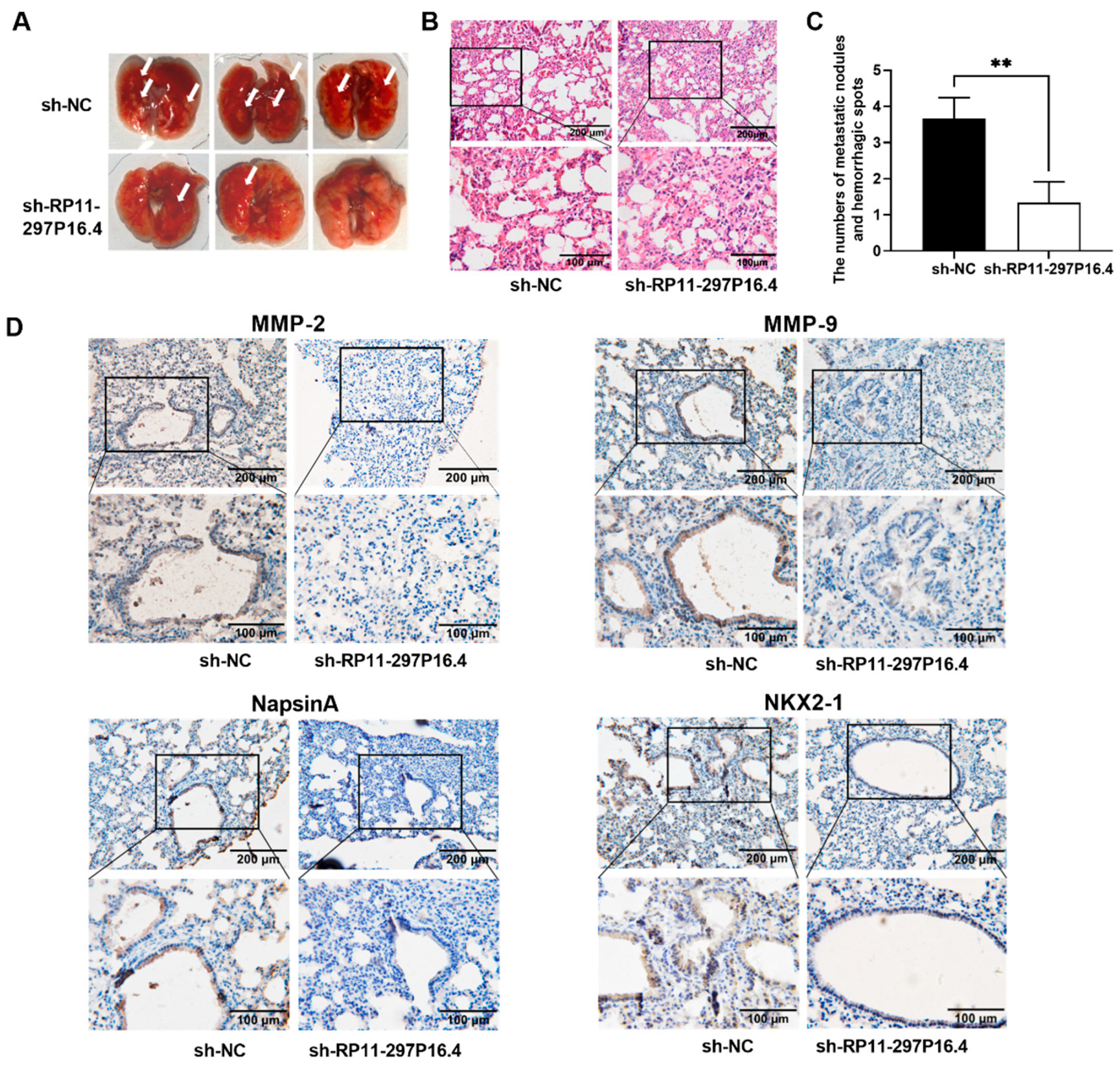 Biomedicines 13 00617 g005