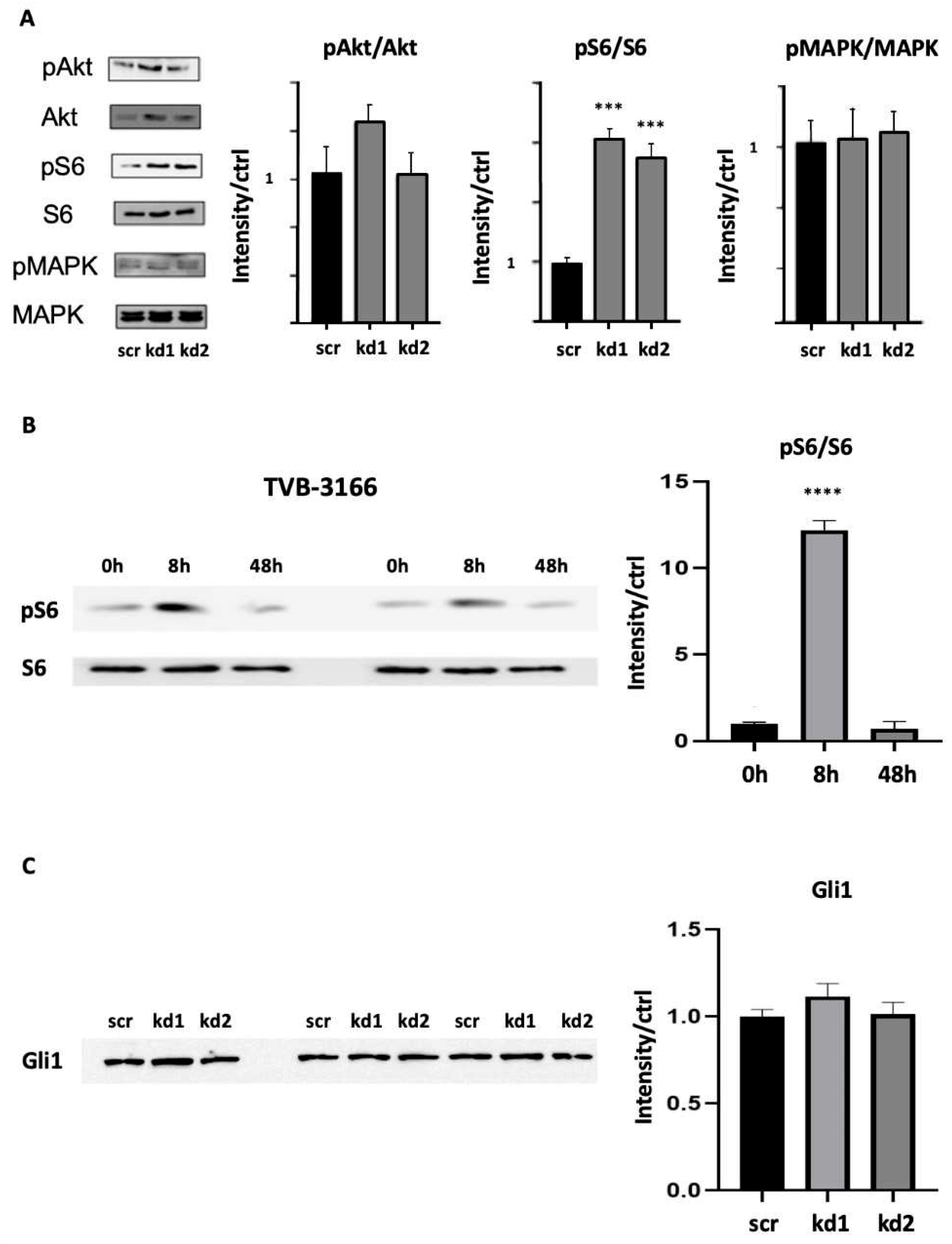 Biomedicines 13 00619 g004