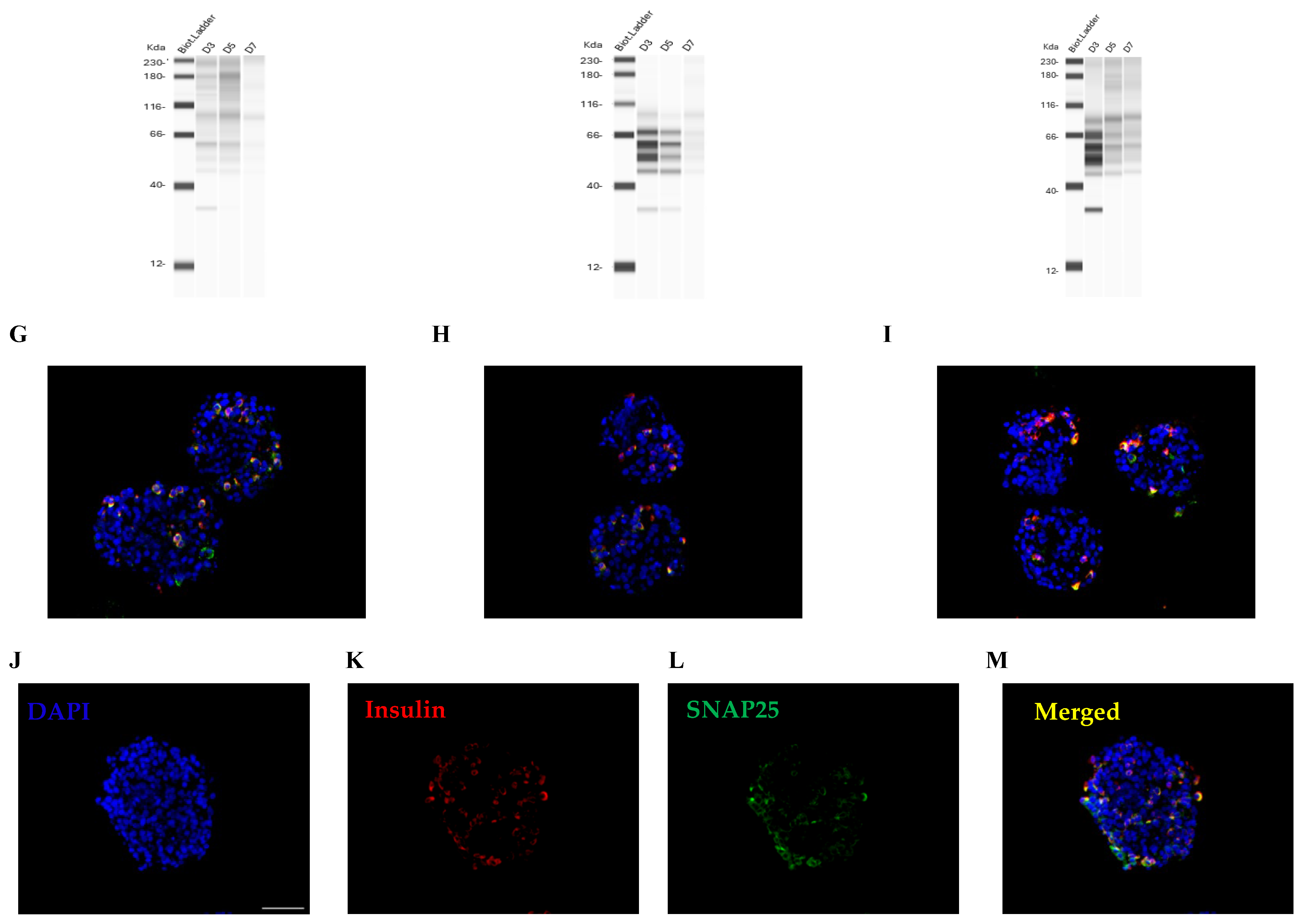 Biomedicines 13 00627 g004b