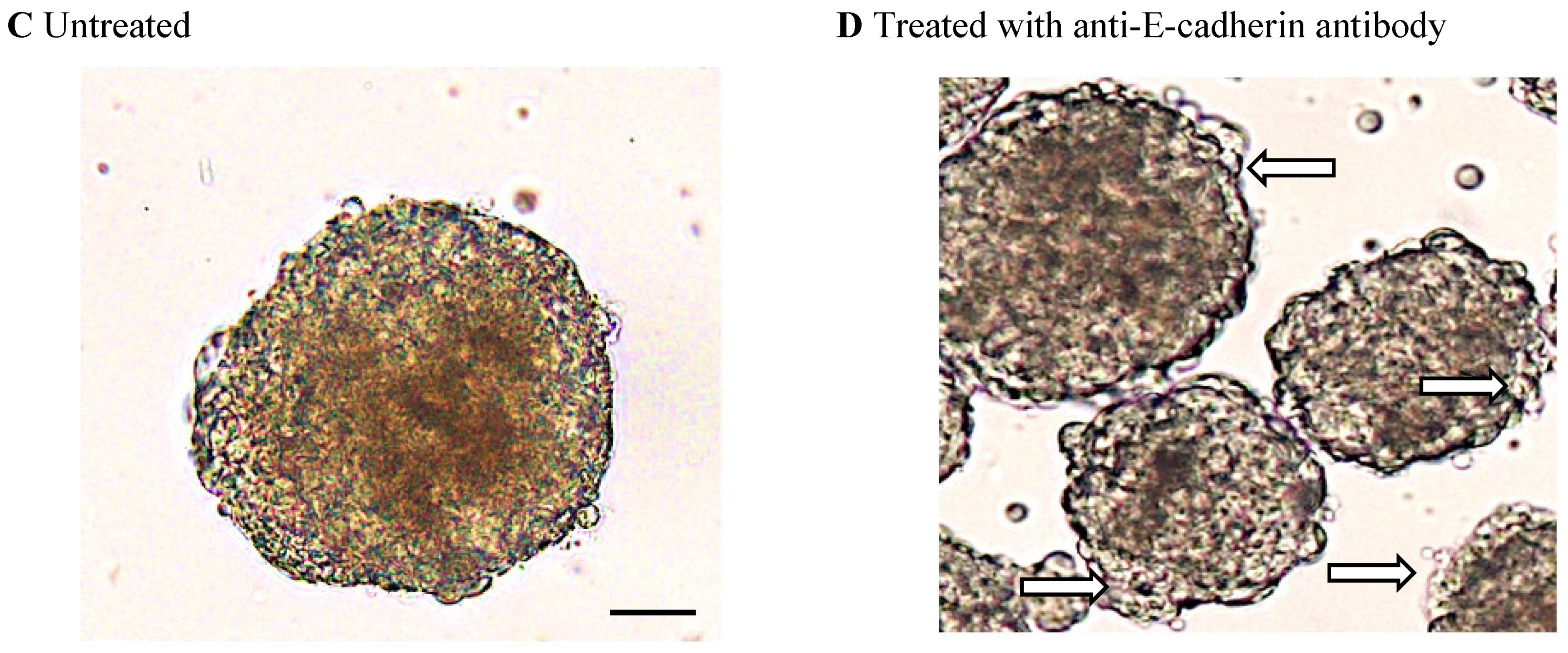 Biomedicines 13 00627 g006b