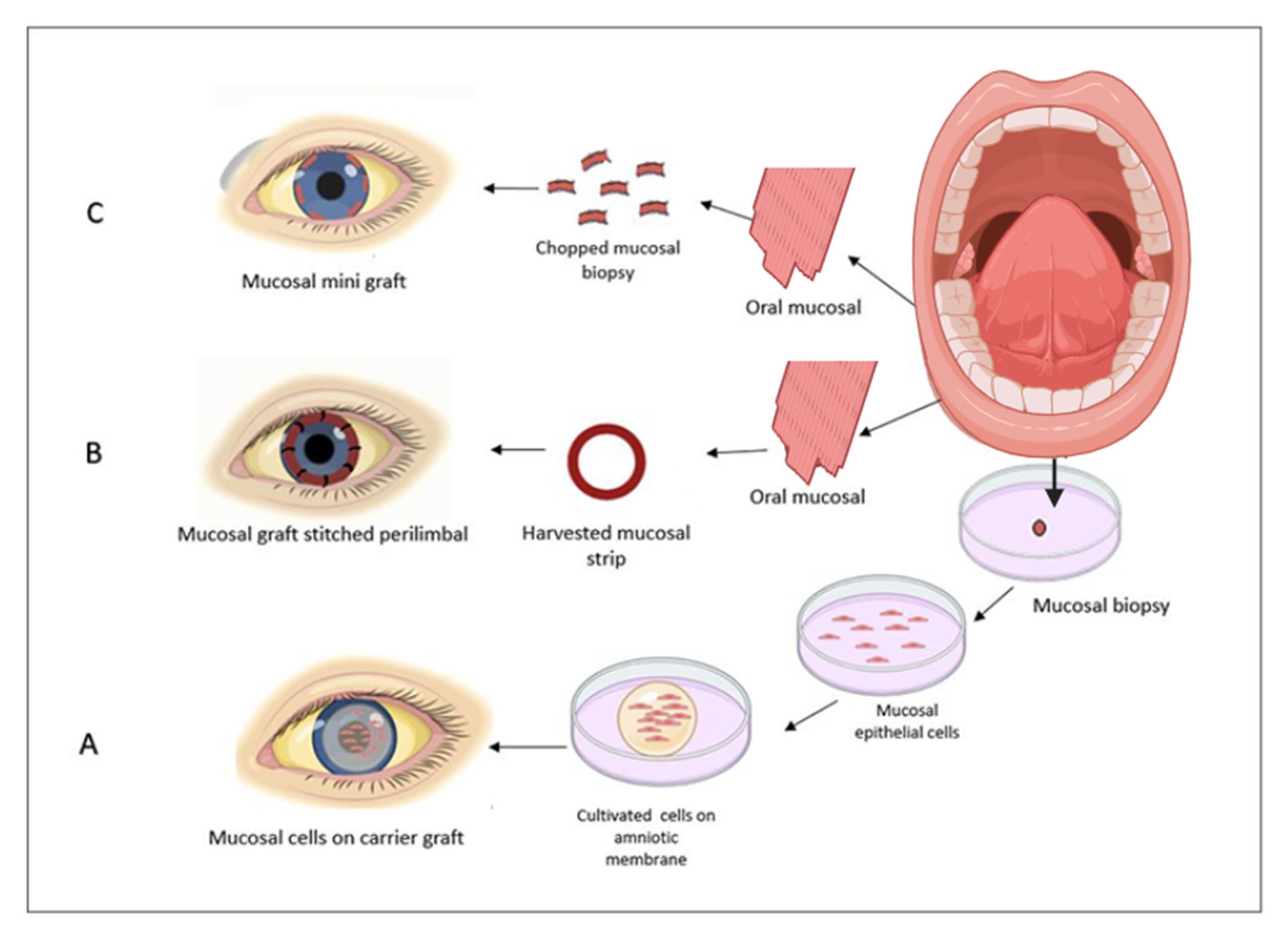 Biomedicines 13 00630 g002