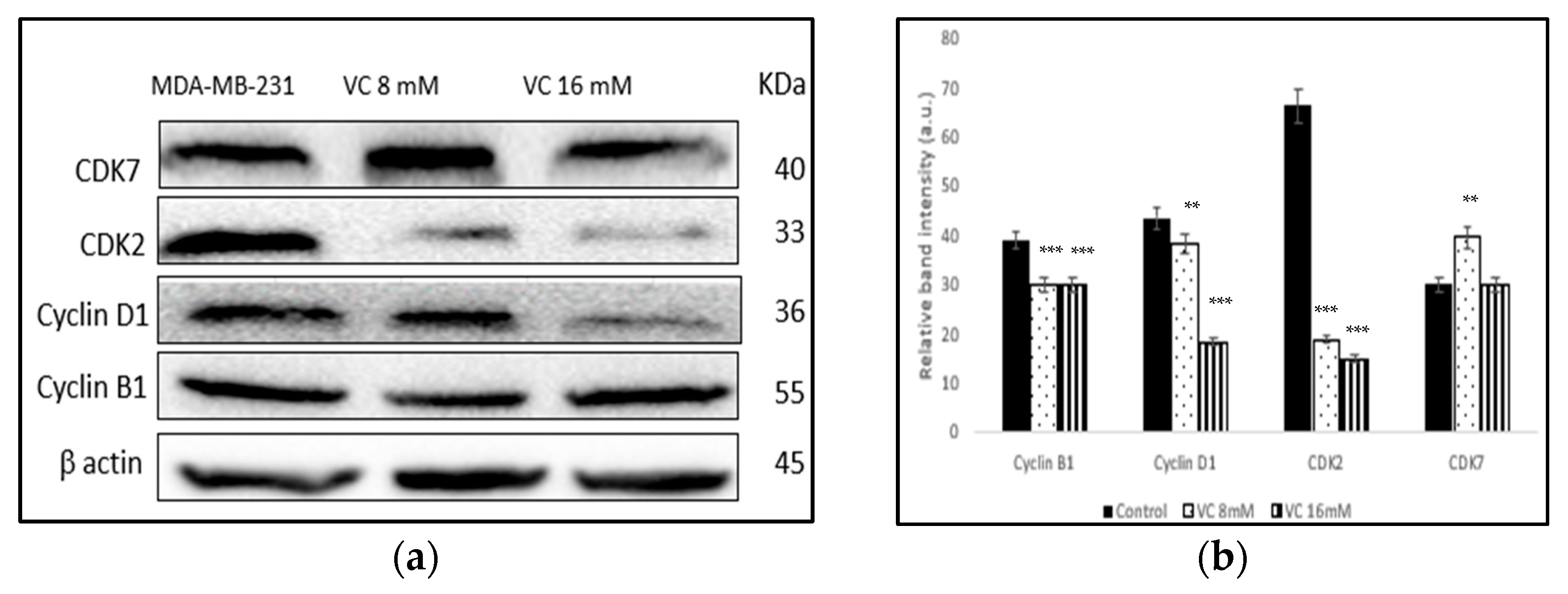 Biomedicines 13 00640 g008