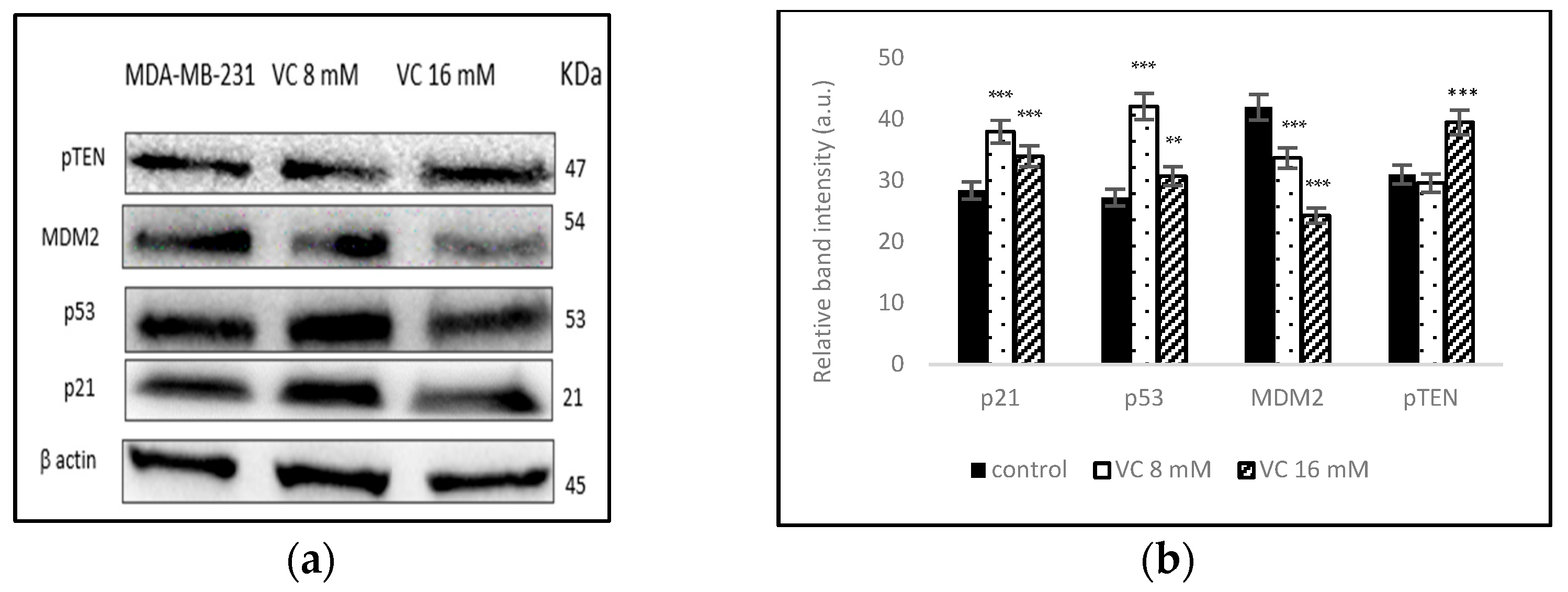Biomedicines 13 00640 g010