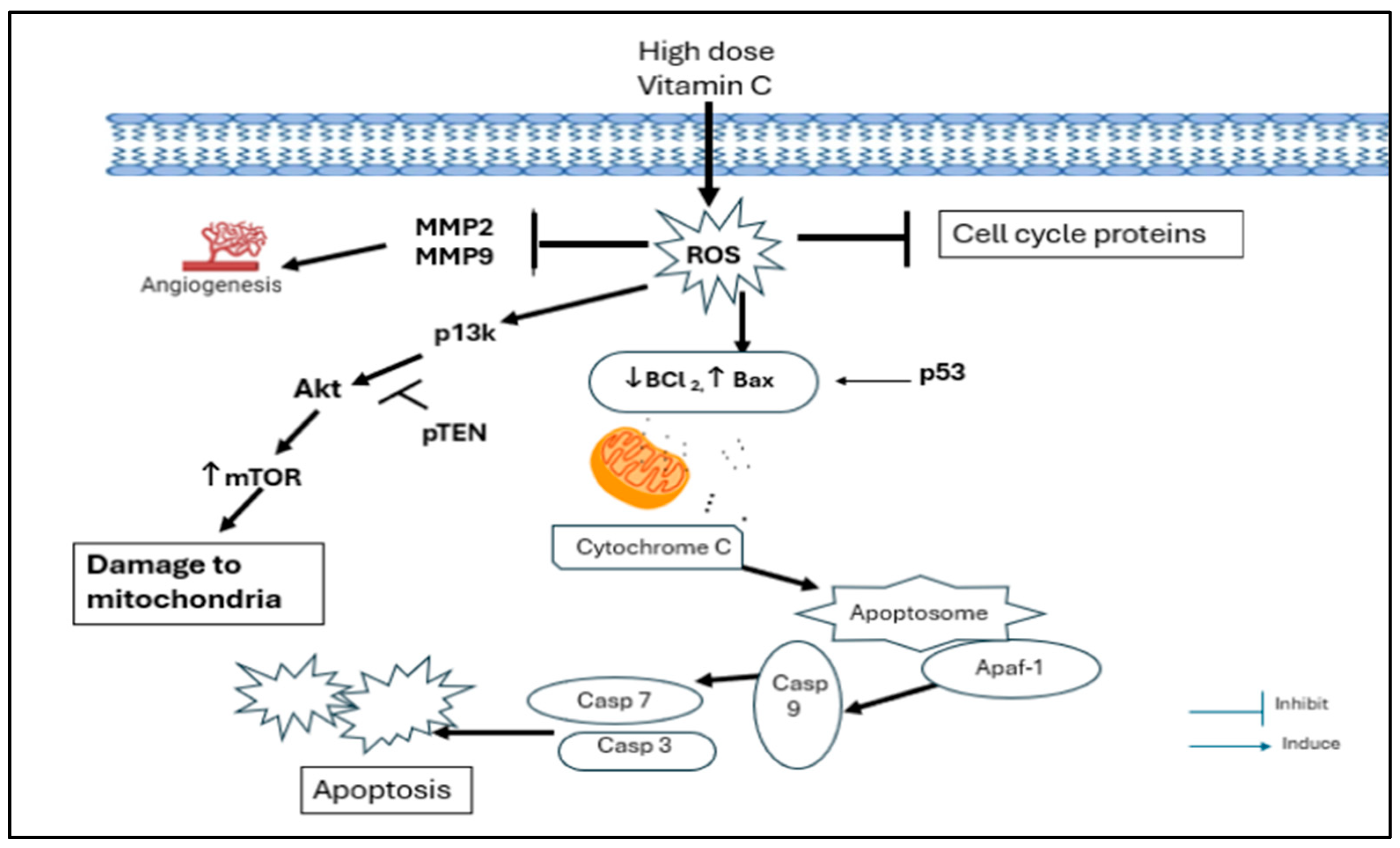 Biomedicines 13 00640 g012