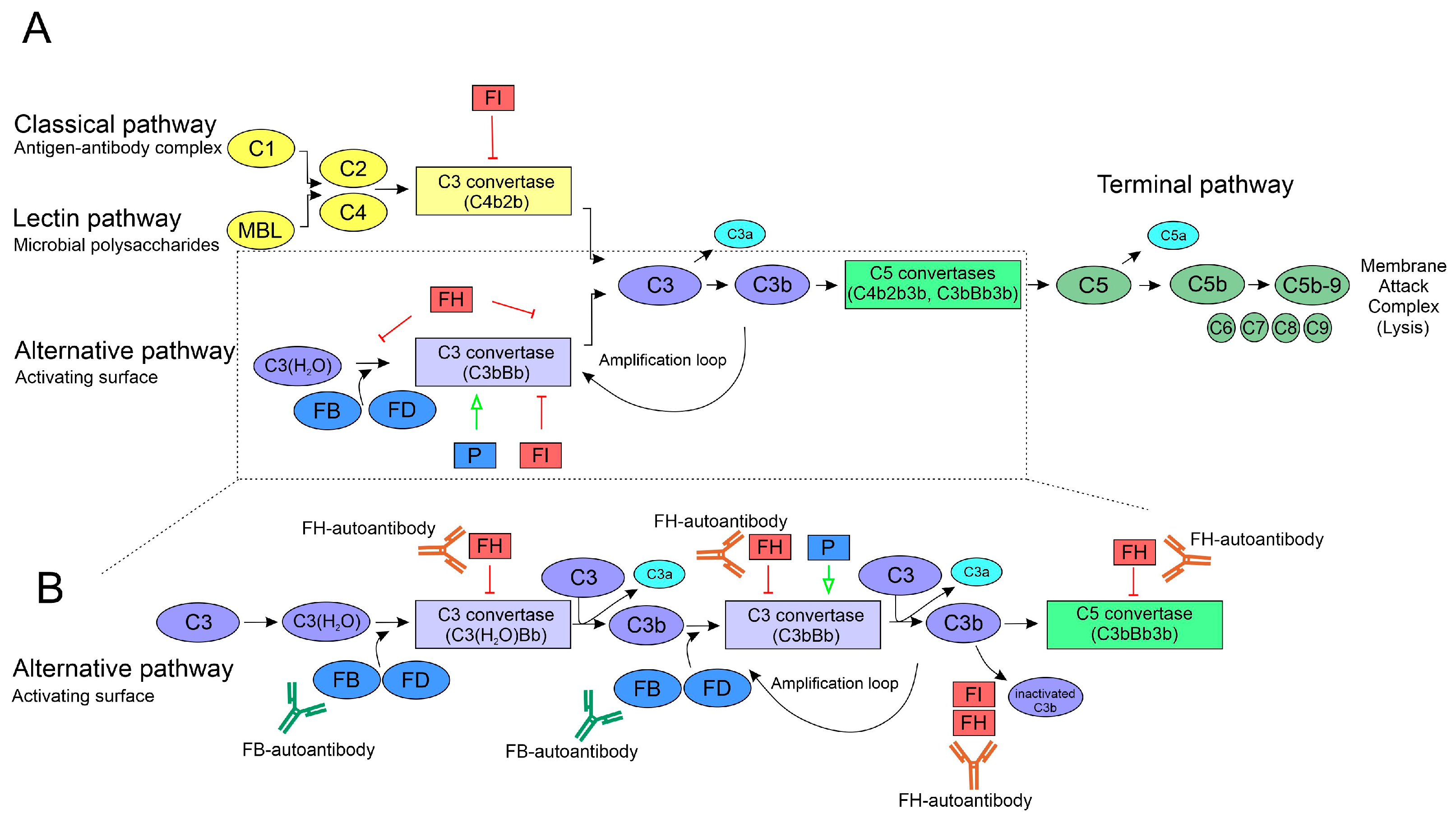 Biomedicines 13 00648 g001 Biomedicines 13 00648 g001