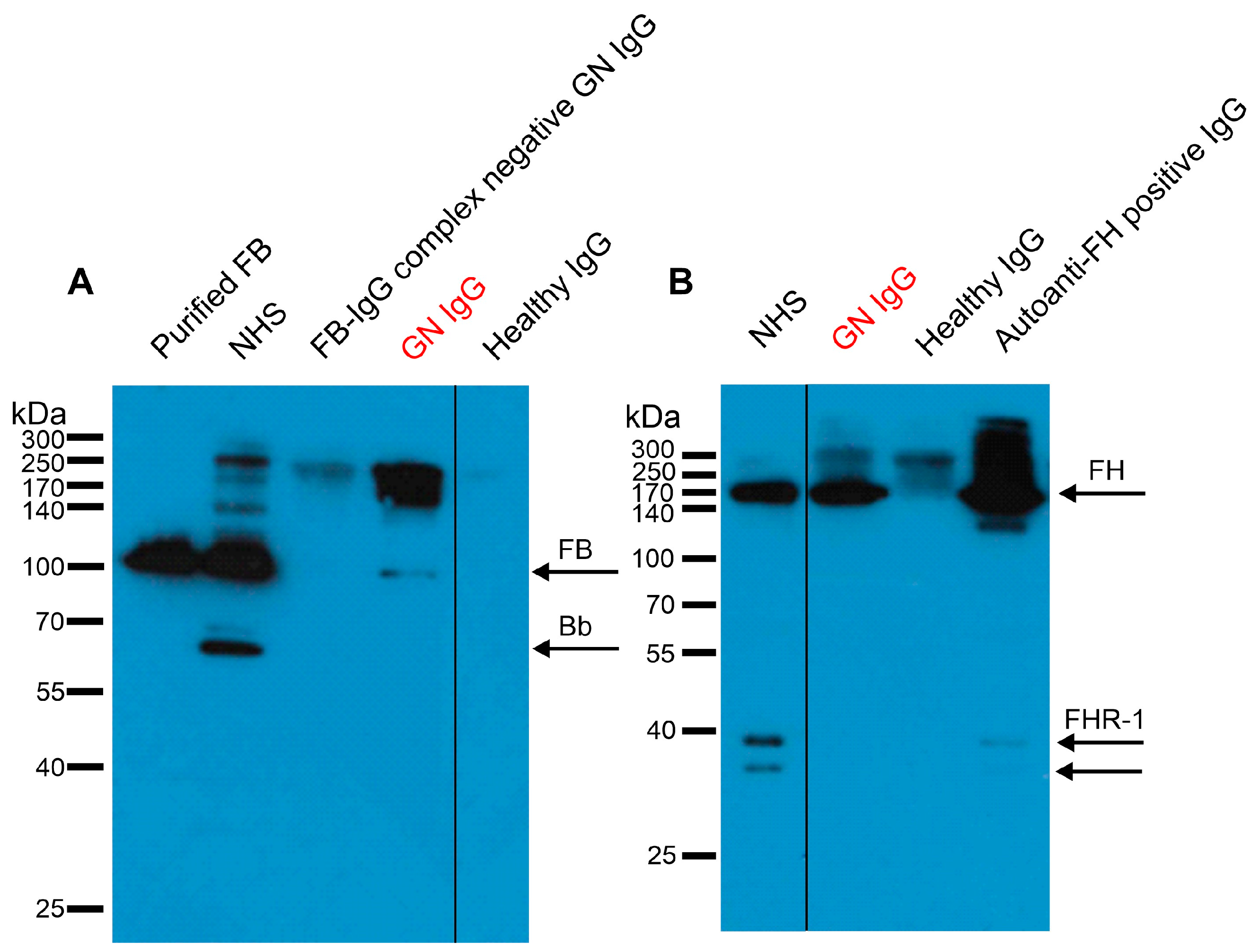 Biomedicines 13 00648 g002 Biomedicines 13 00648 g002