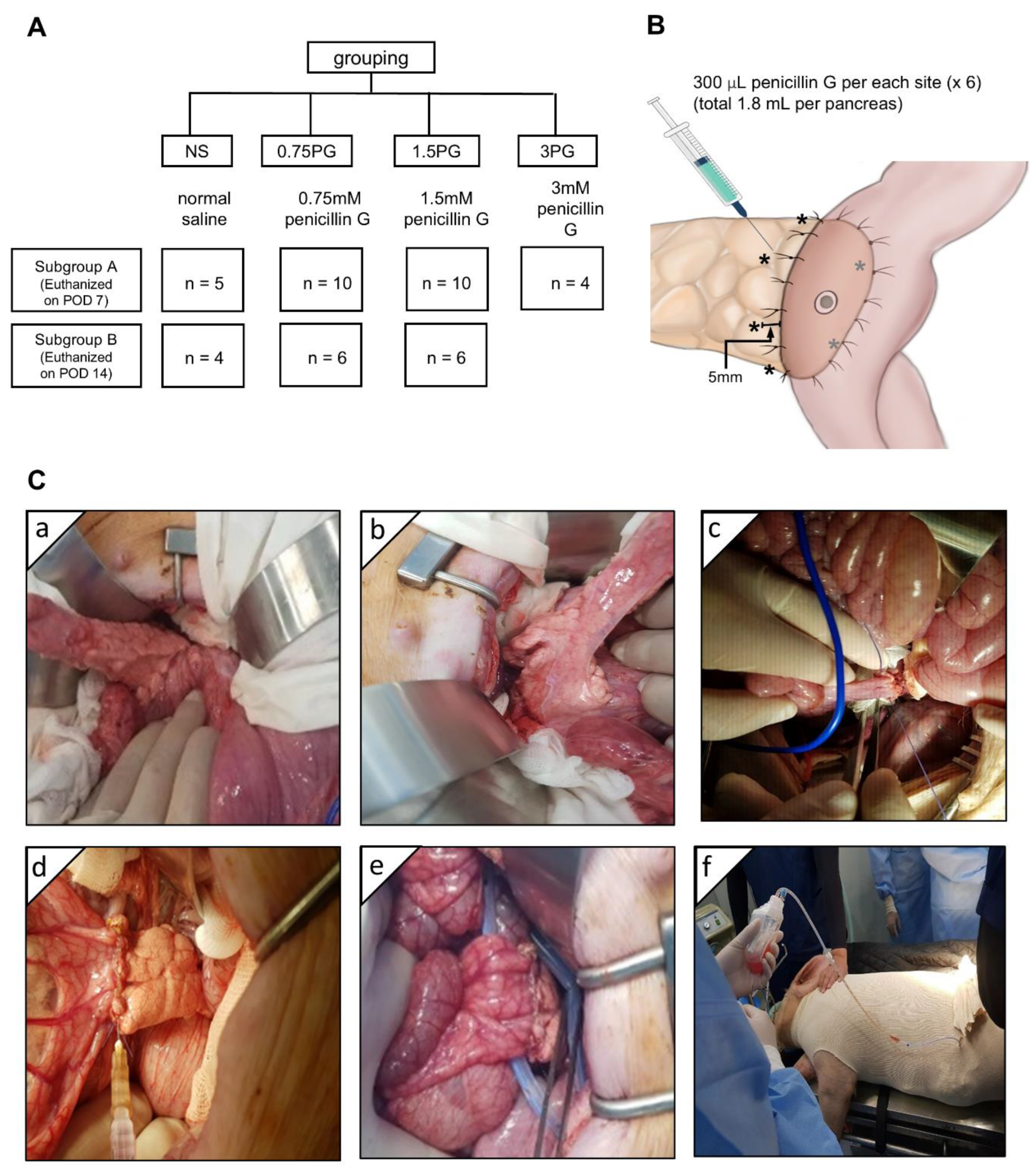 Biomedicines 13 00650 g001