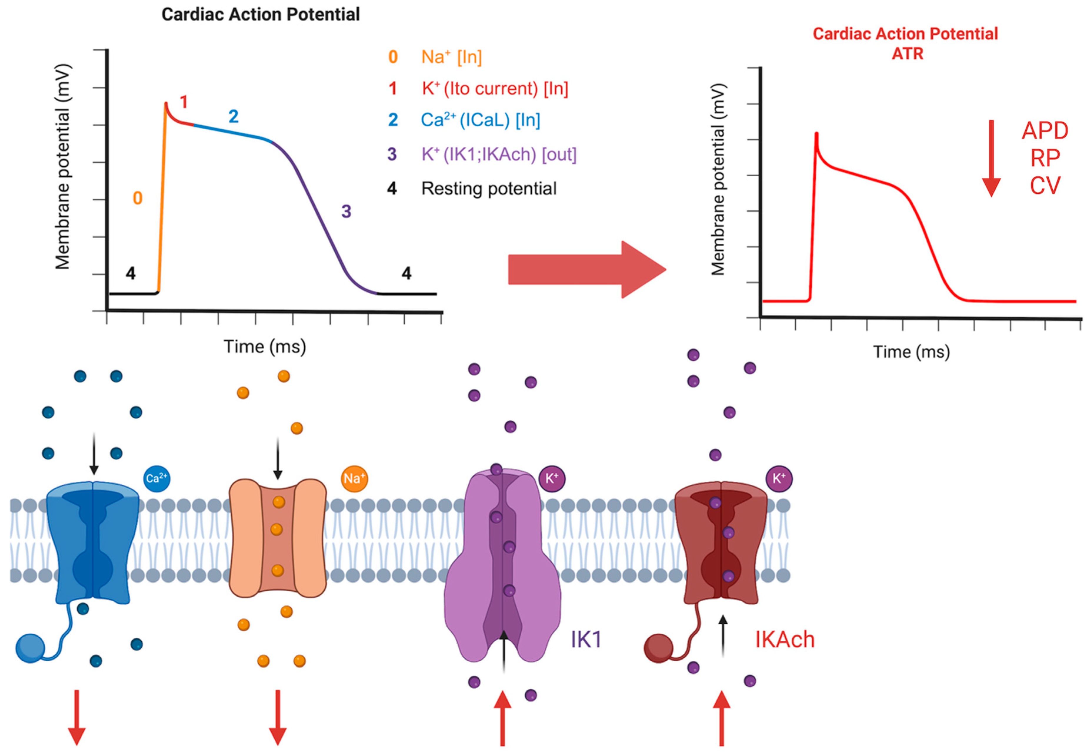Biomedicines 13 00654 g003