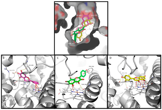 How Plant Polyhydroxy Flavonoids Can Hinder the Metabolism
