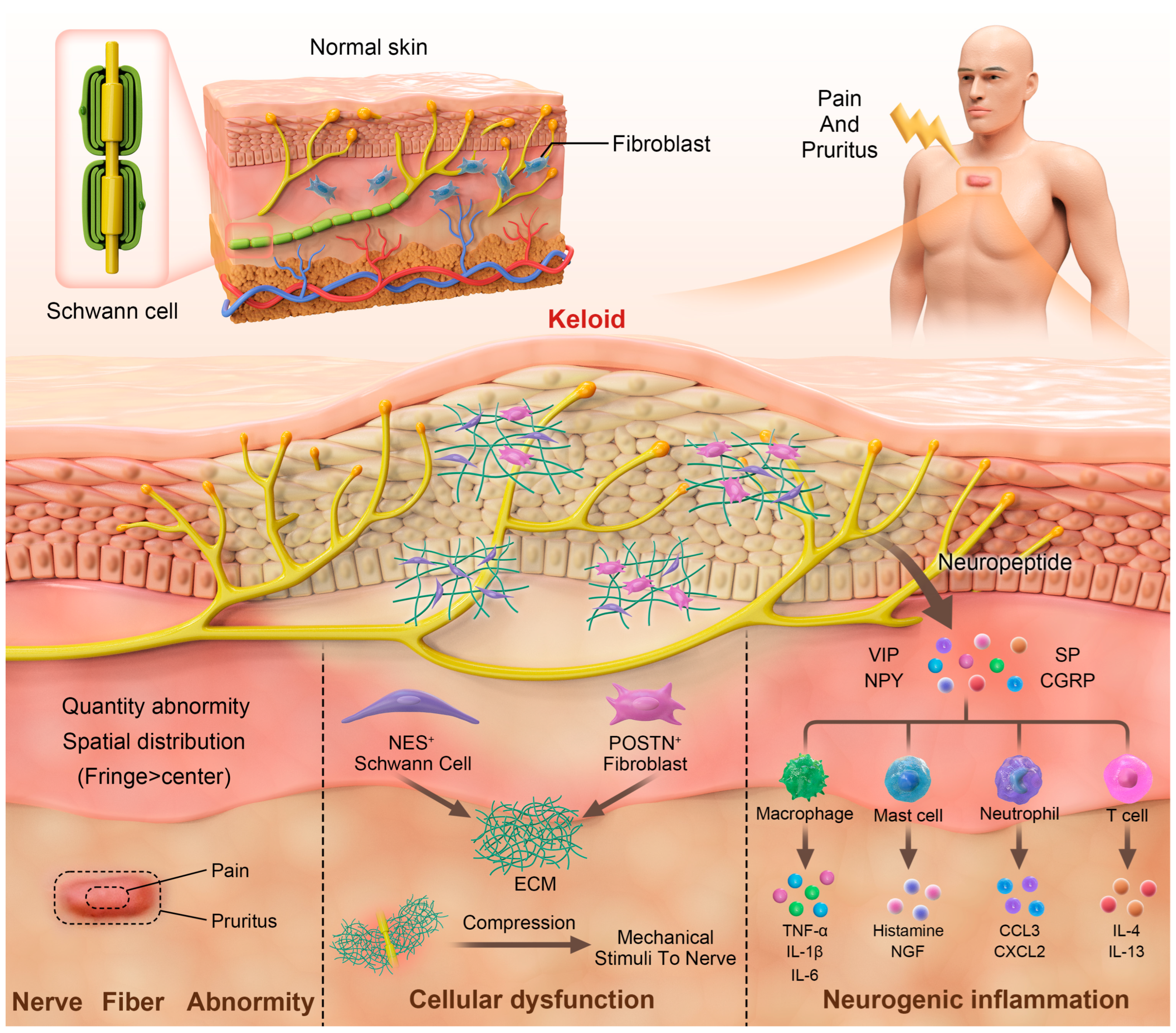 Biomedicines 13 00663 g001