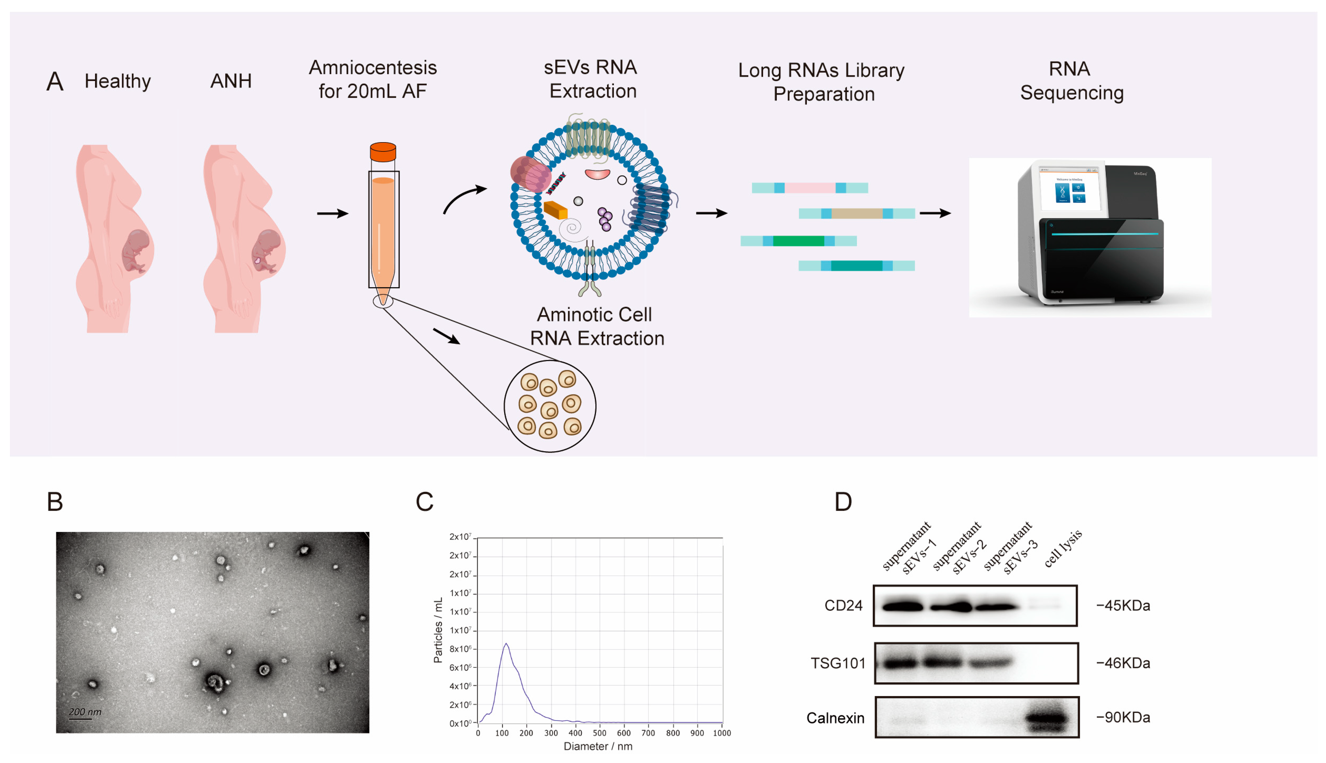 Biomedicines 13 00668 g001