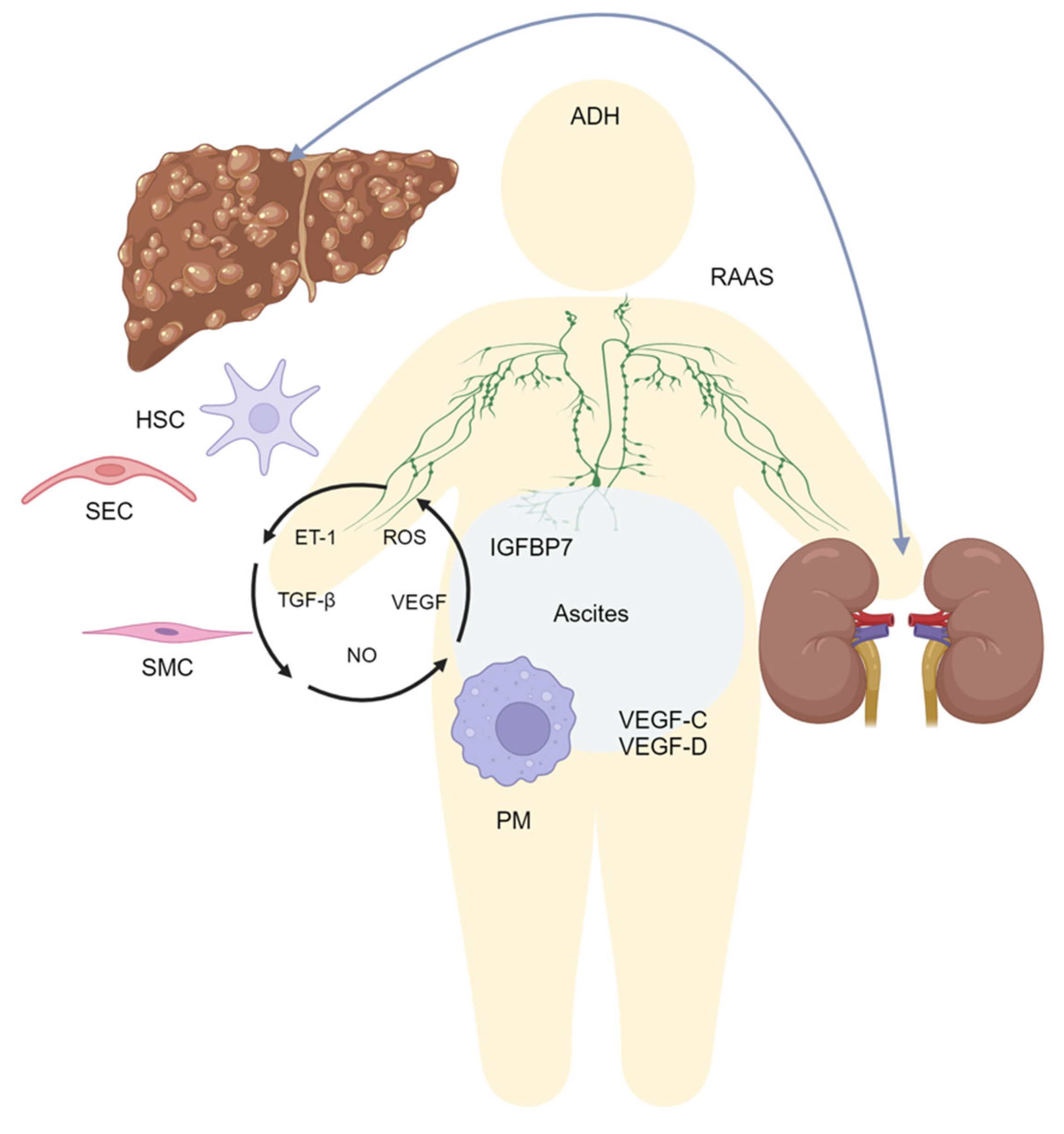 Biomedicines 13 00680 g001 Biomedicines 13 00680 g001