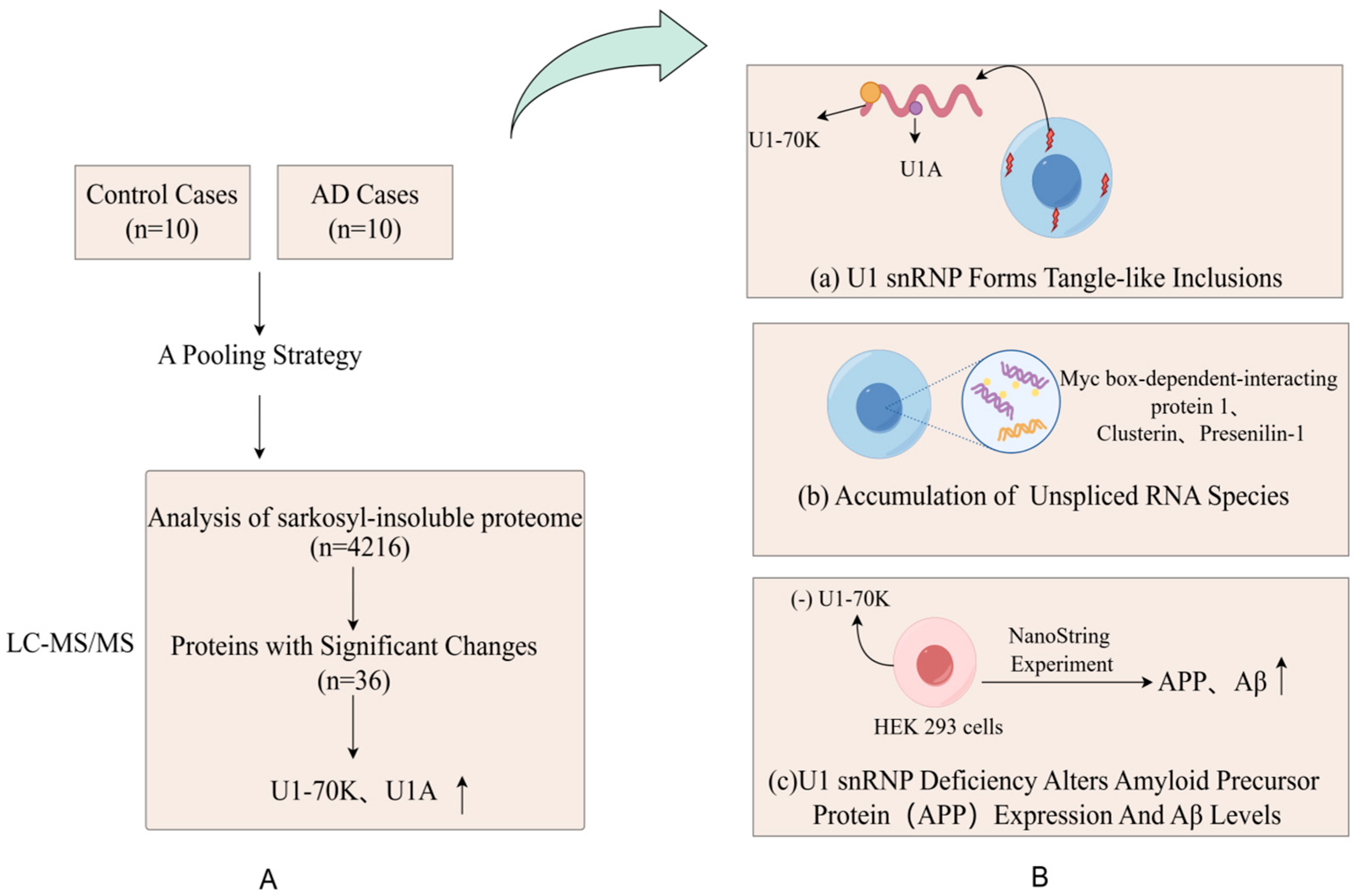 Biomedicines 13 00681 g002