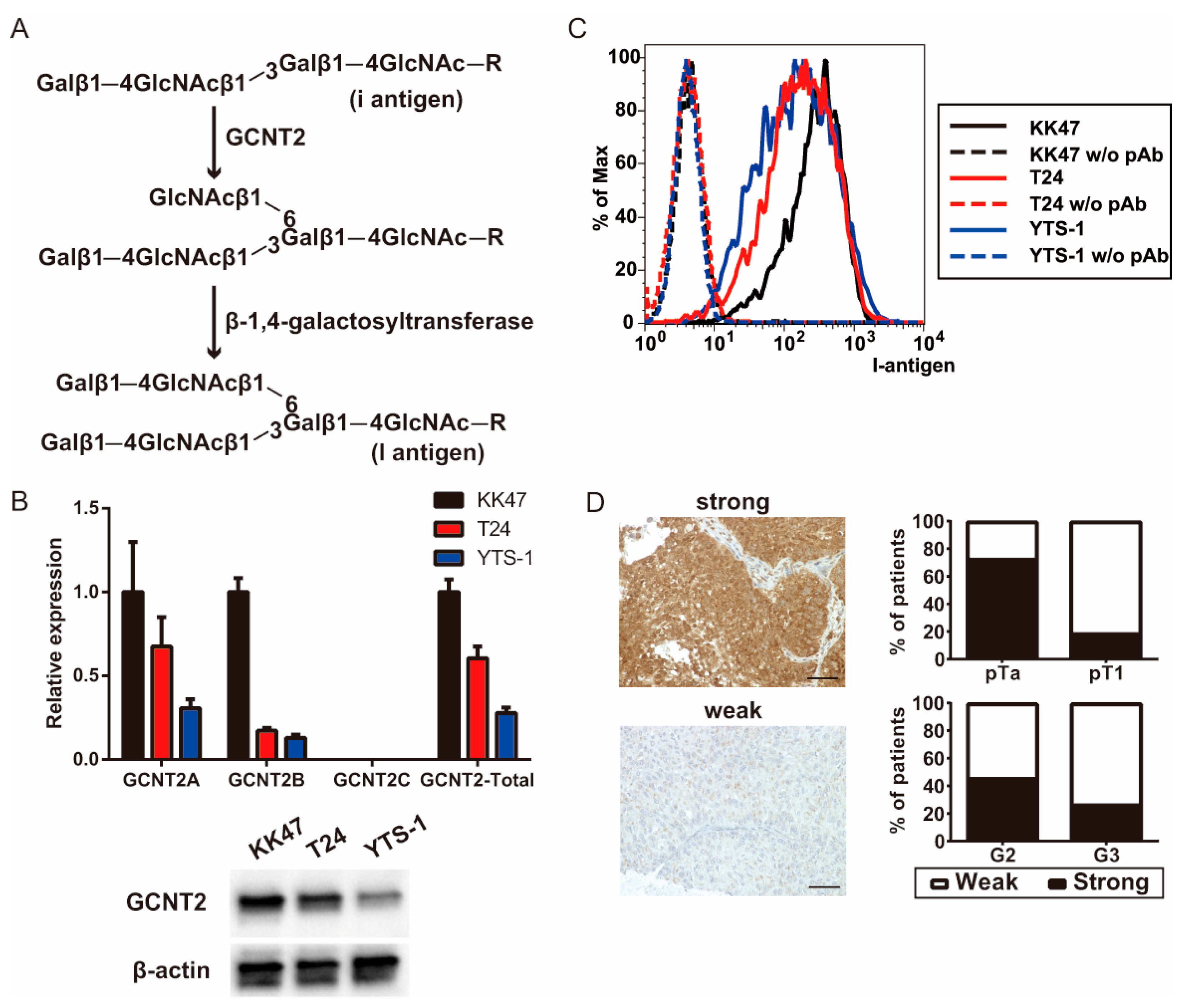 Biomedicines 13 00682 g001 Biomedicines 13 00682 g001