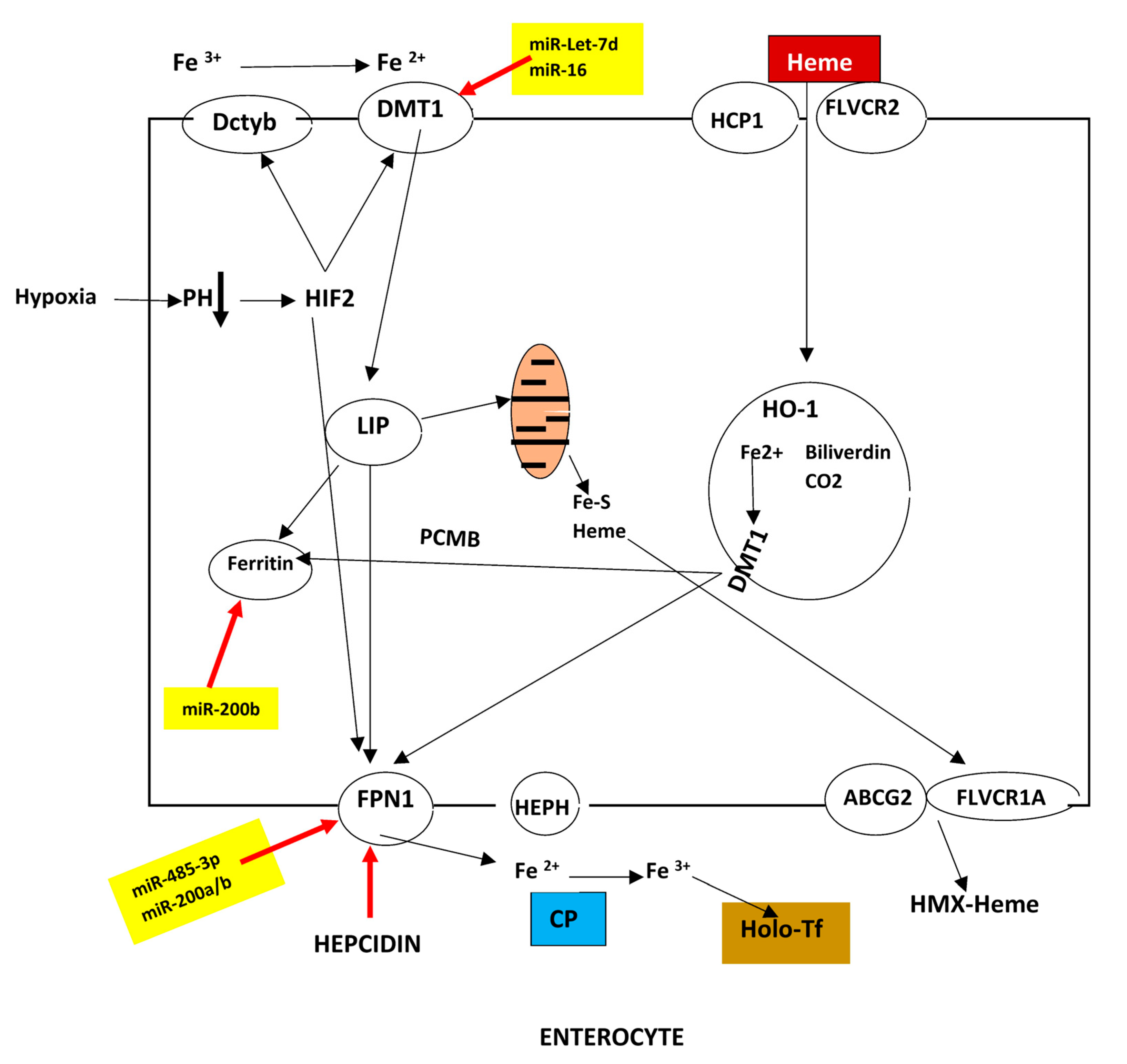 Biomedicines 13 00683 g001 Biomedicines 13 00683 g001