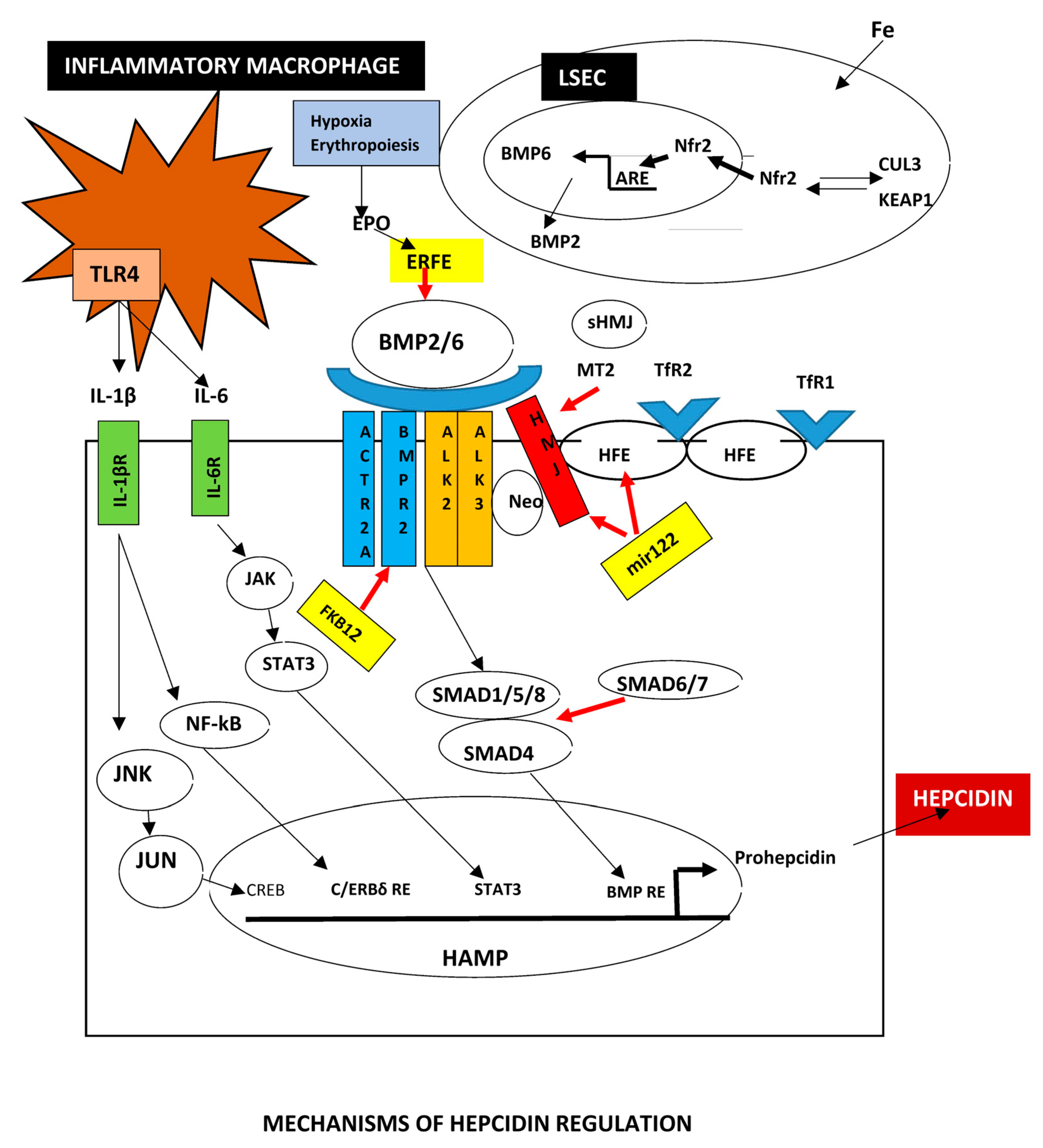 Biomedicines 13 00683 g004 Biomedicines 13 00683 g004