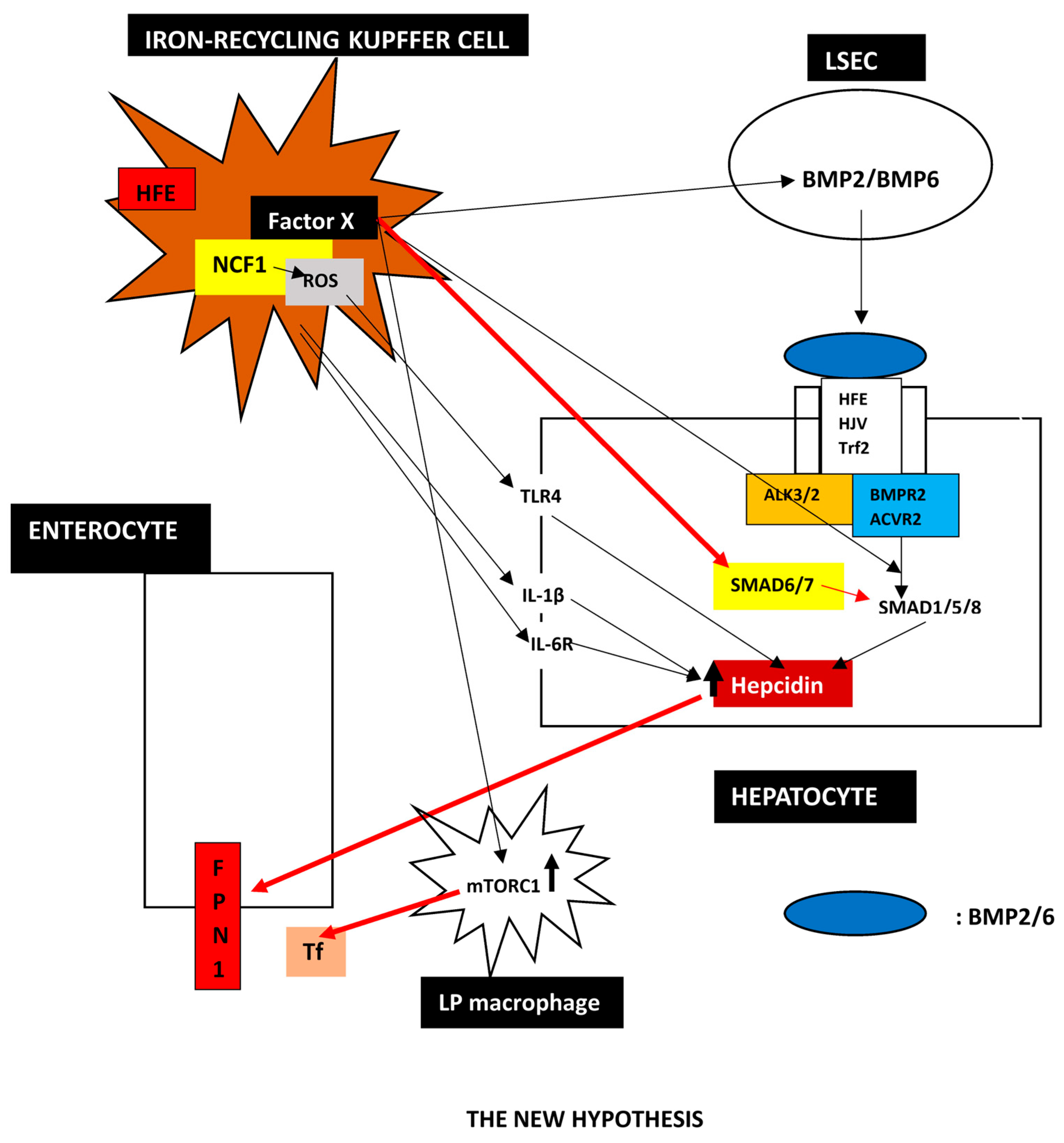 Biomedicines 13 00683 g005 Biomedicines 13 00683 g005