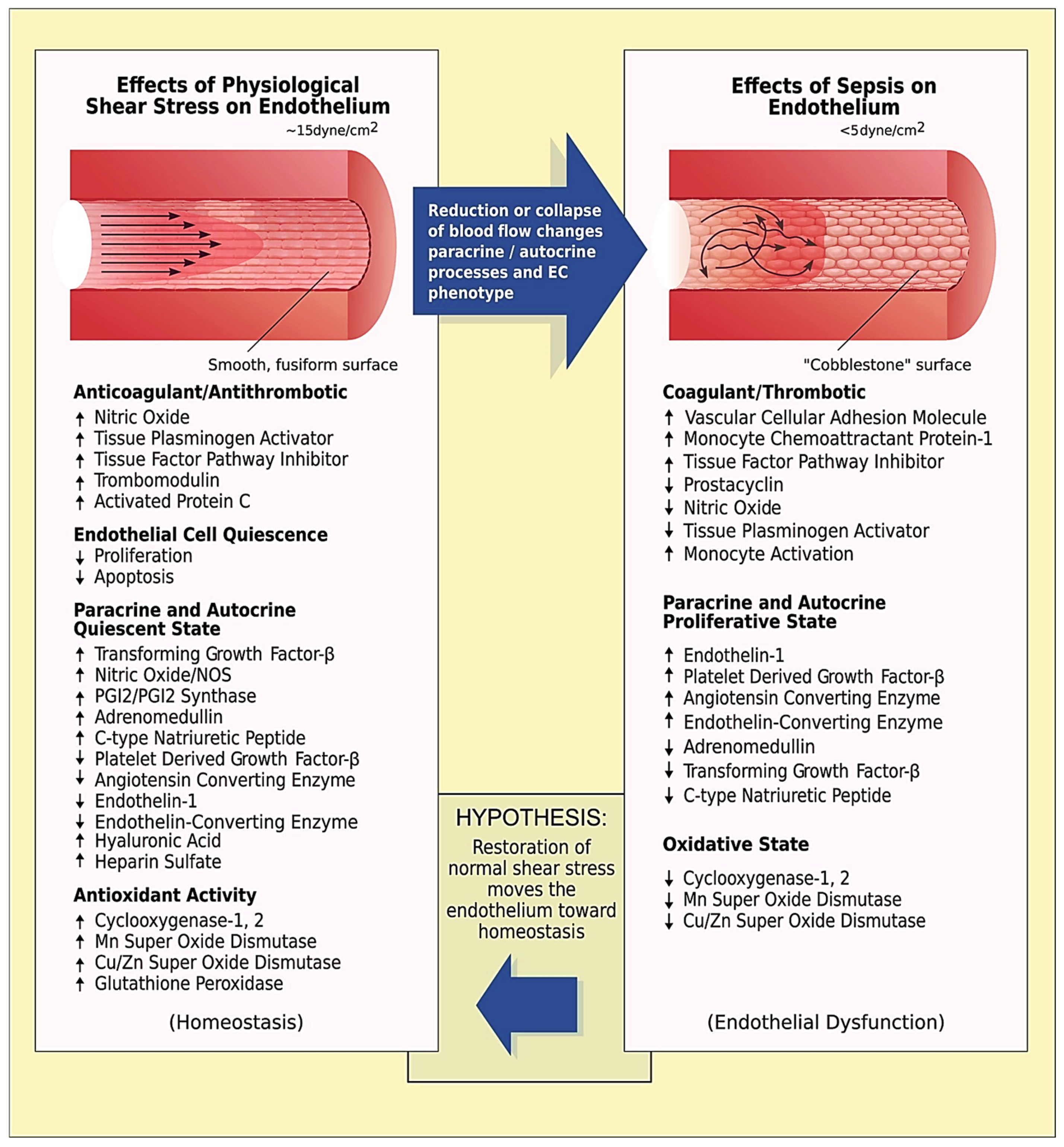 Biomedicines 13 00691 g002