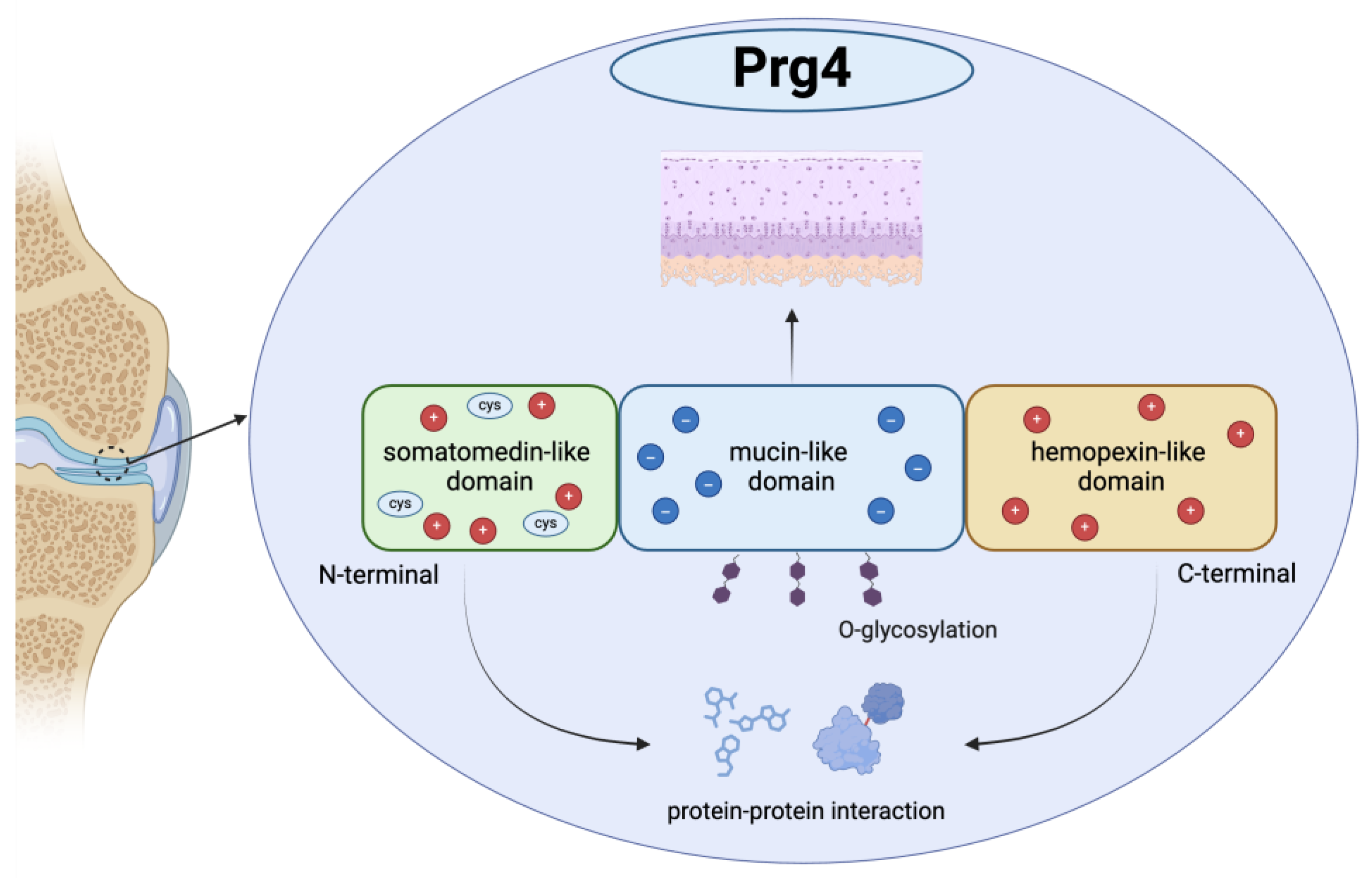 Biomedicines 13 00693 g001 Biomedicines 13 00693 g001