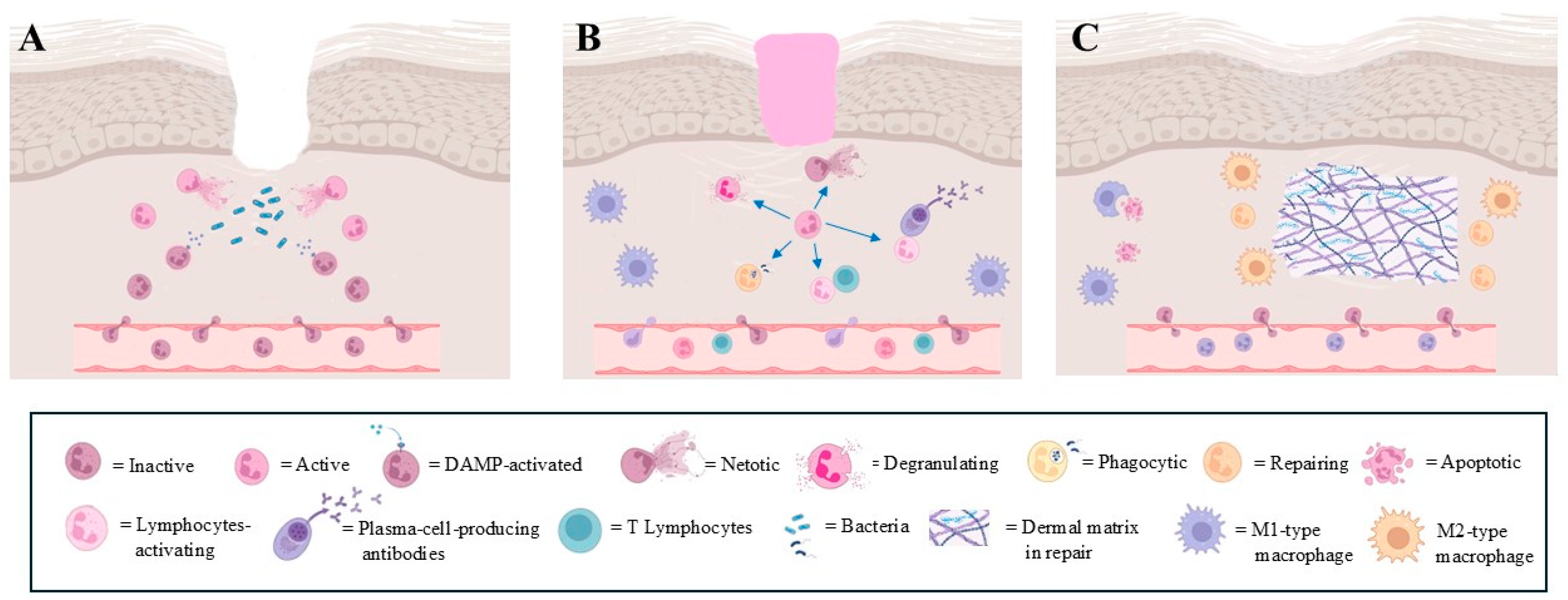 Biomedicines 13 00694 g001
