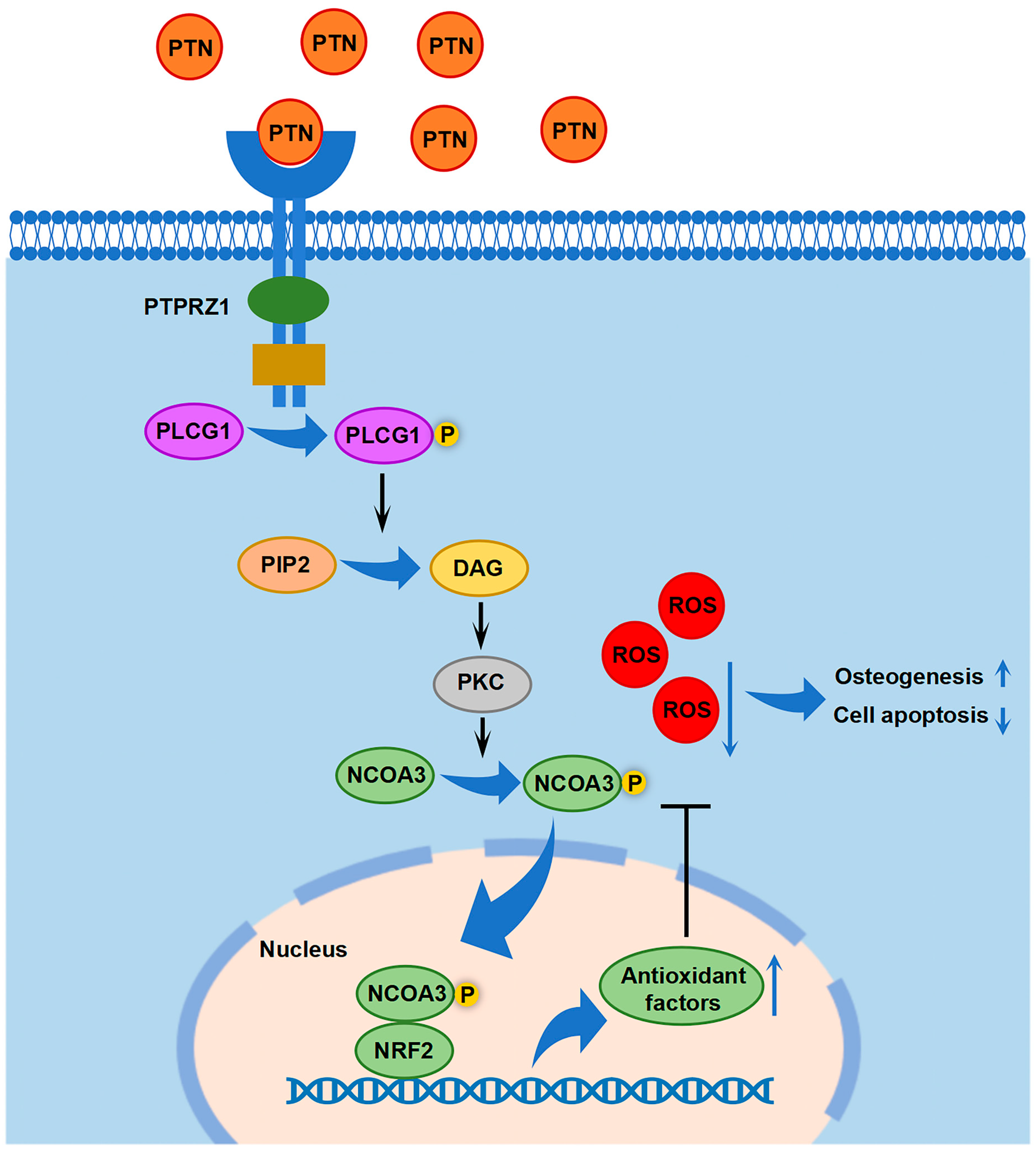 Biomedicines 13 00695 g007
