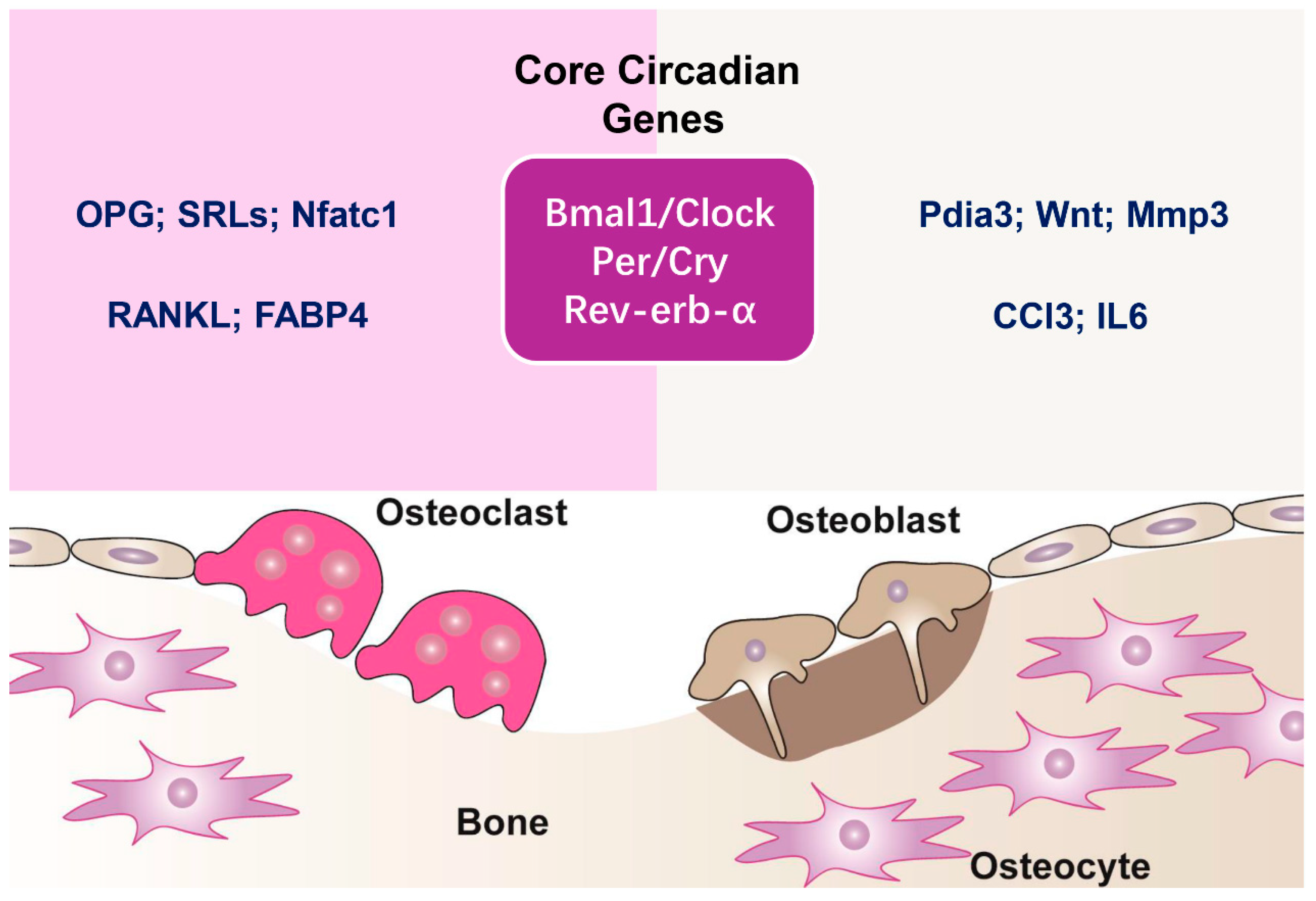 Biomedicines 13 00705 g001 Biomedicines 13 00705 g001