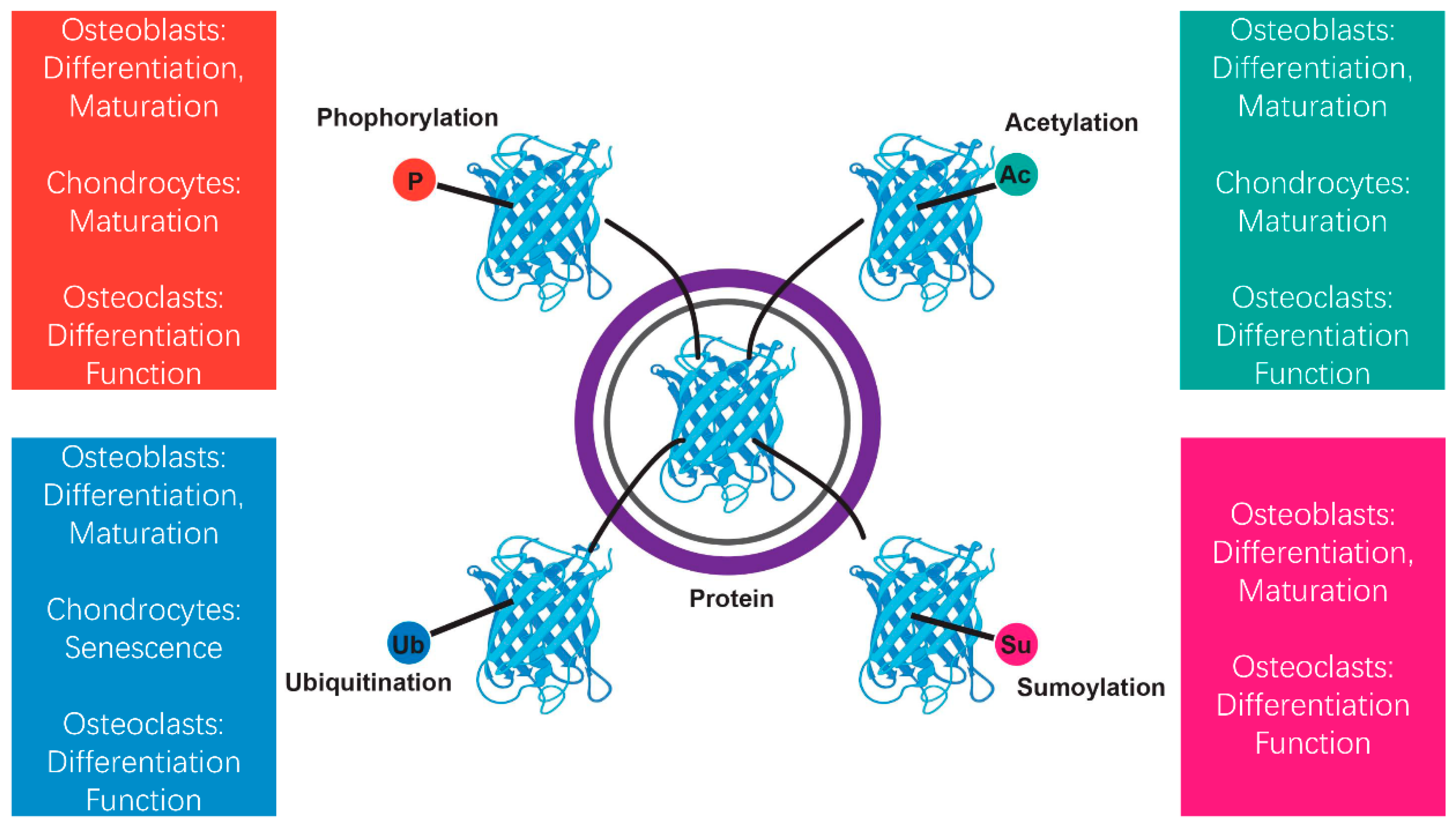 Biomedicines 13 00705 g002 Biomedicines 13 00705 g002