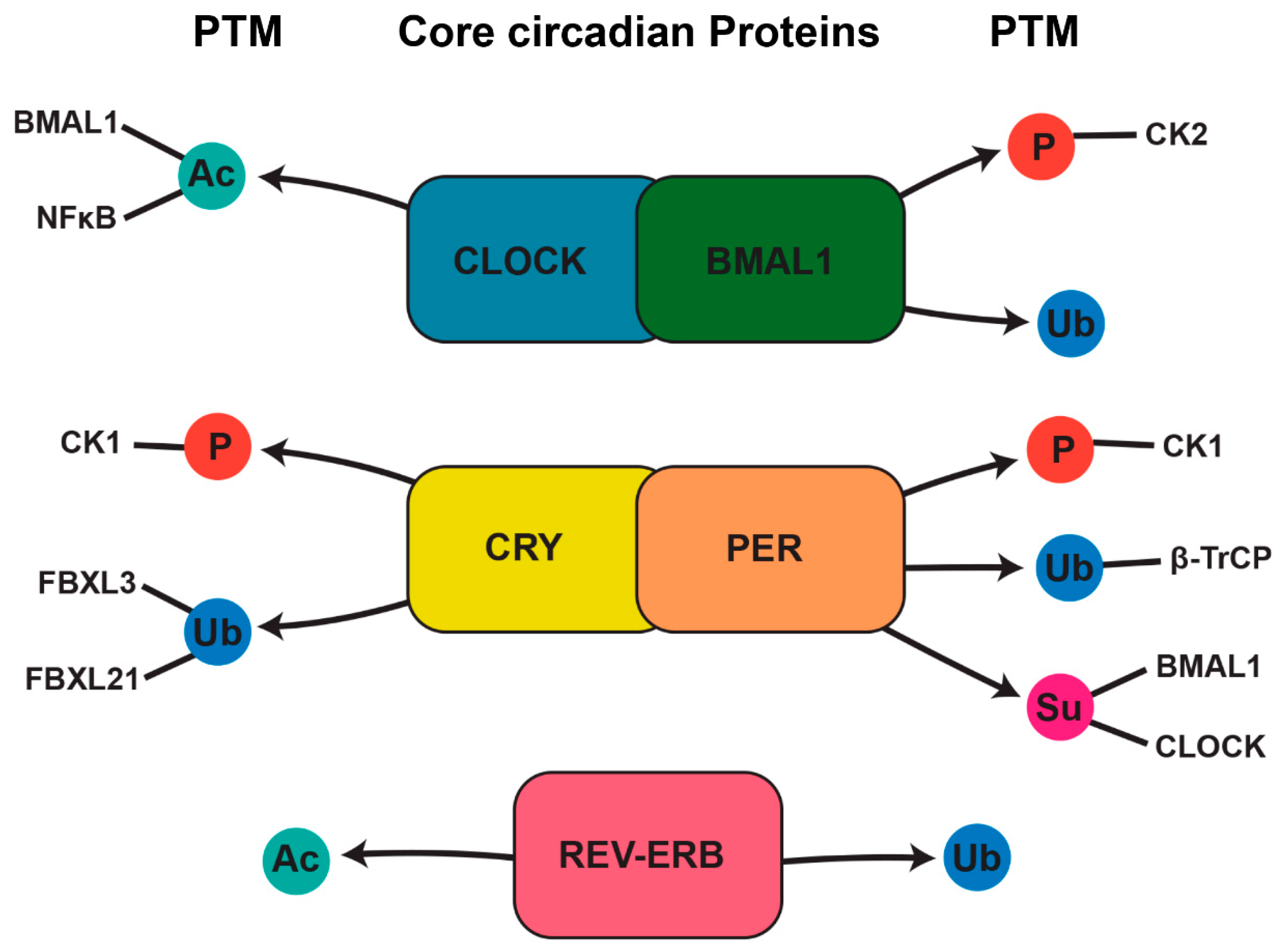 Biomedicines 13 00705 g003 Biomedicines 13 00705 g003
