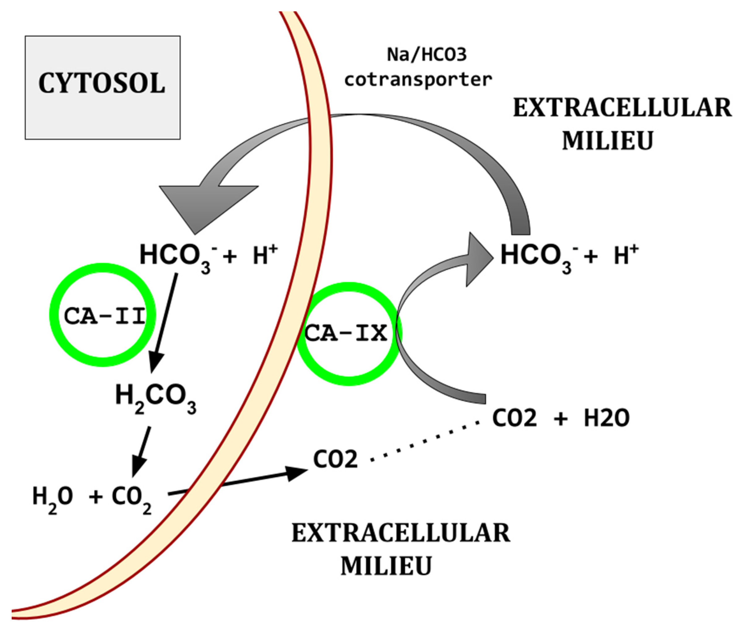 Biomedicines 13 00706 g002
