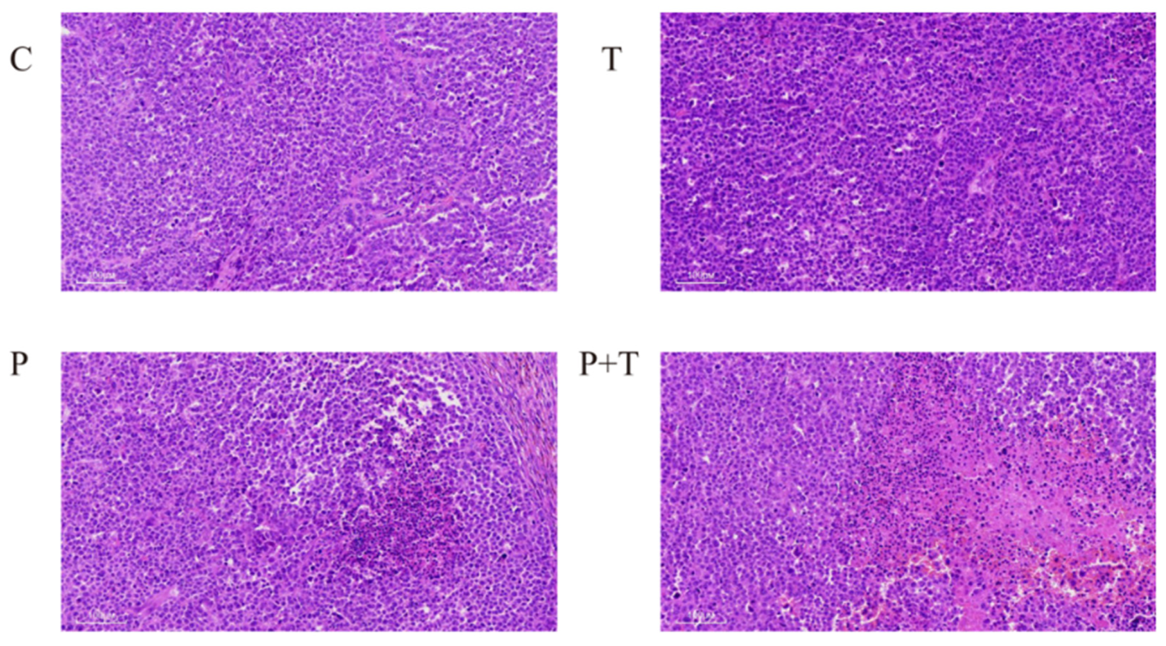 Biomedicines 13 00724 g004