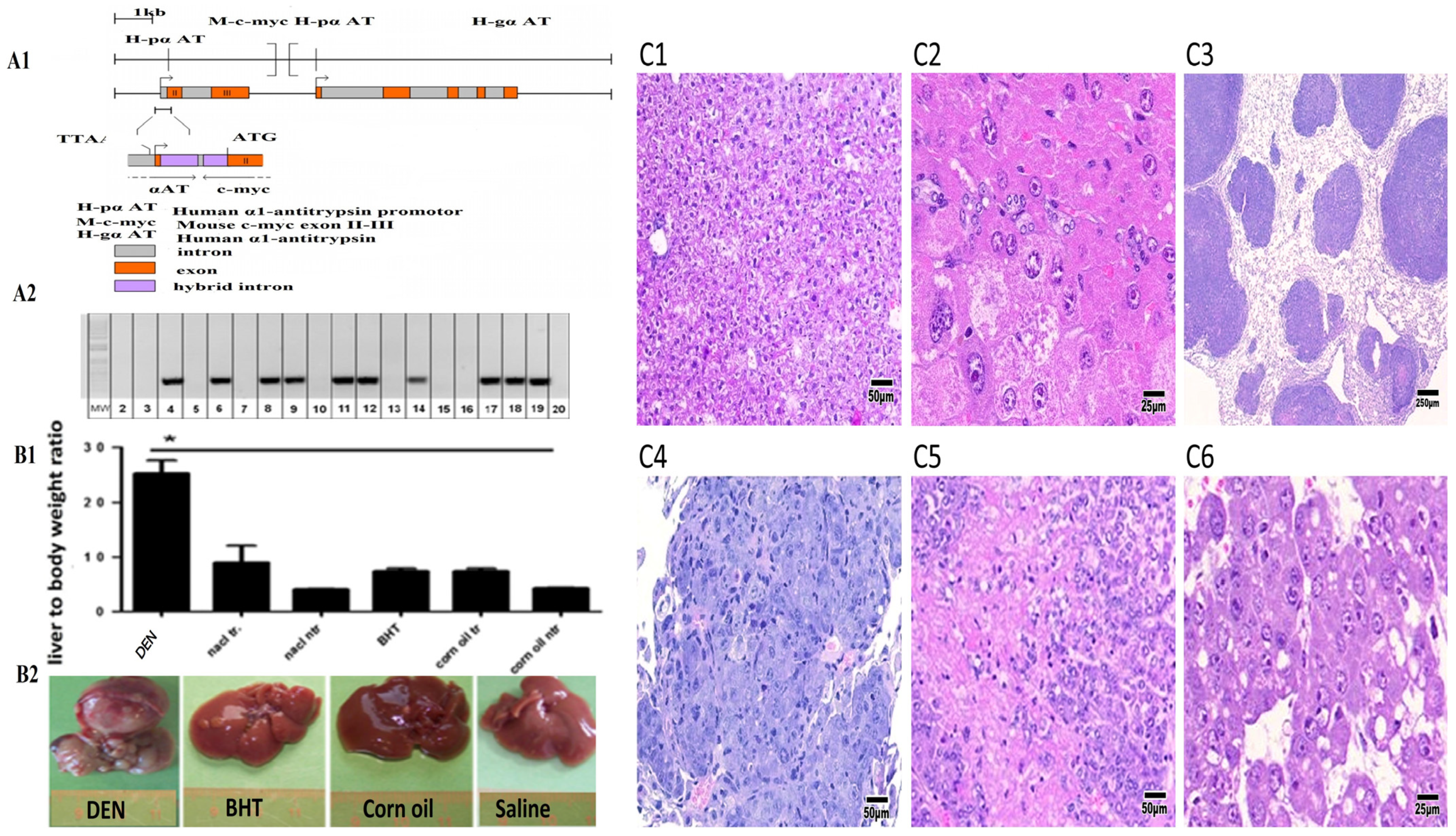 Biomedicines 13 00743 g001