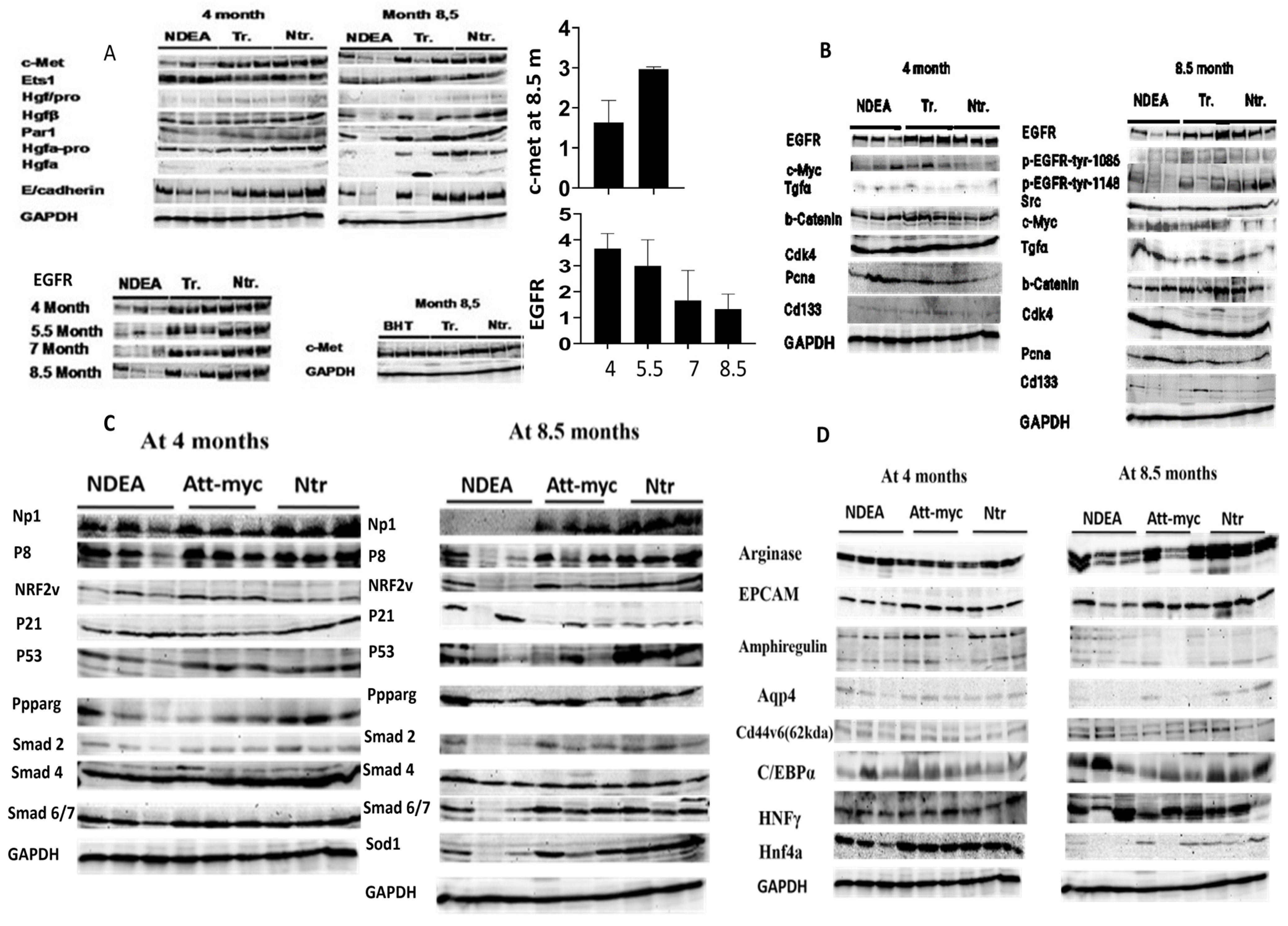 Biomedicines 13 00743 g005