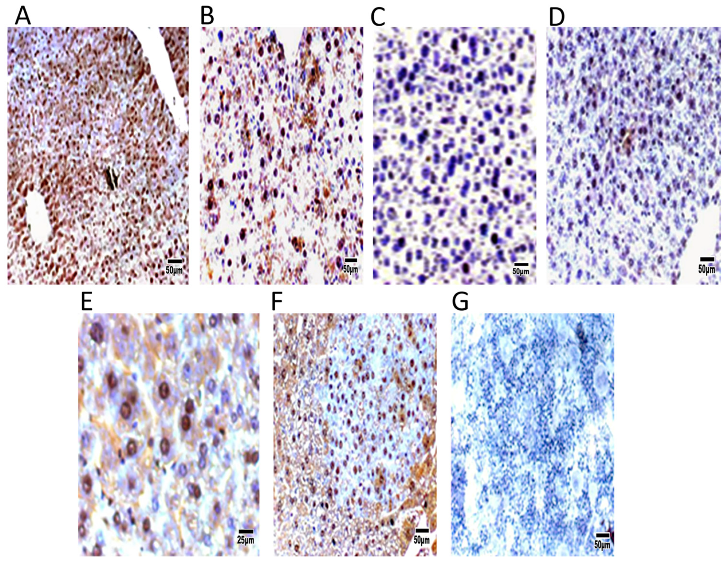 Biomedicines 13 00743 g006