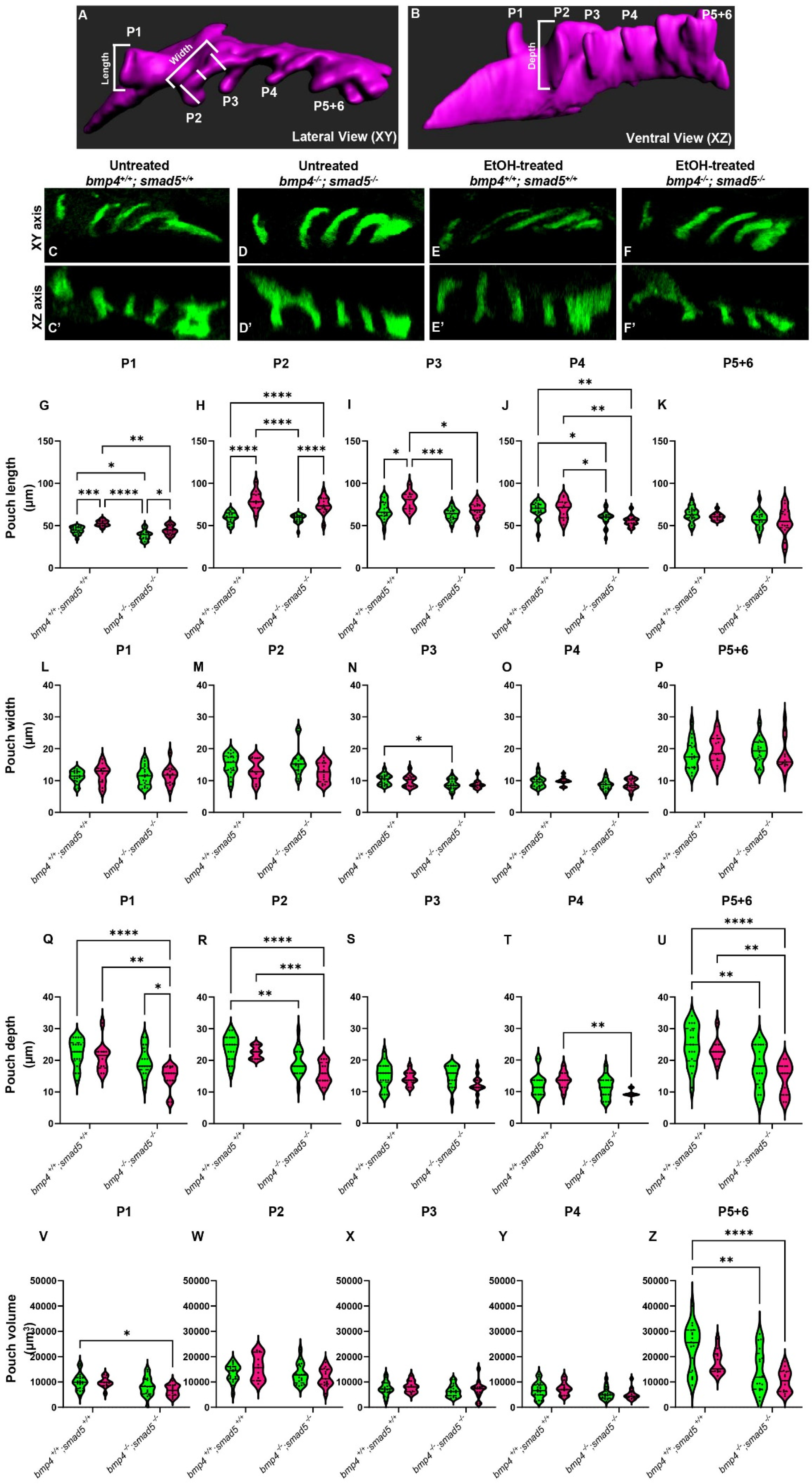 Biomedicines 13 00755 g001