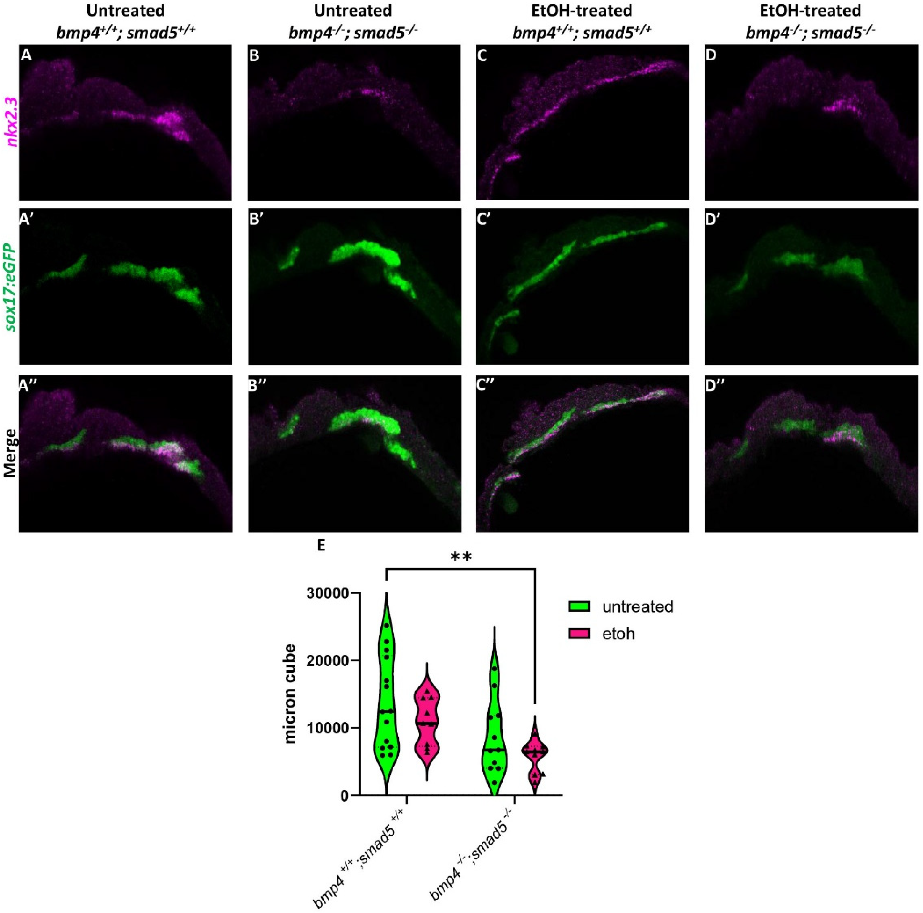 Biomedicines 13 00755 g002