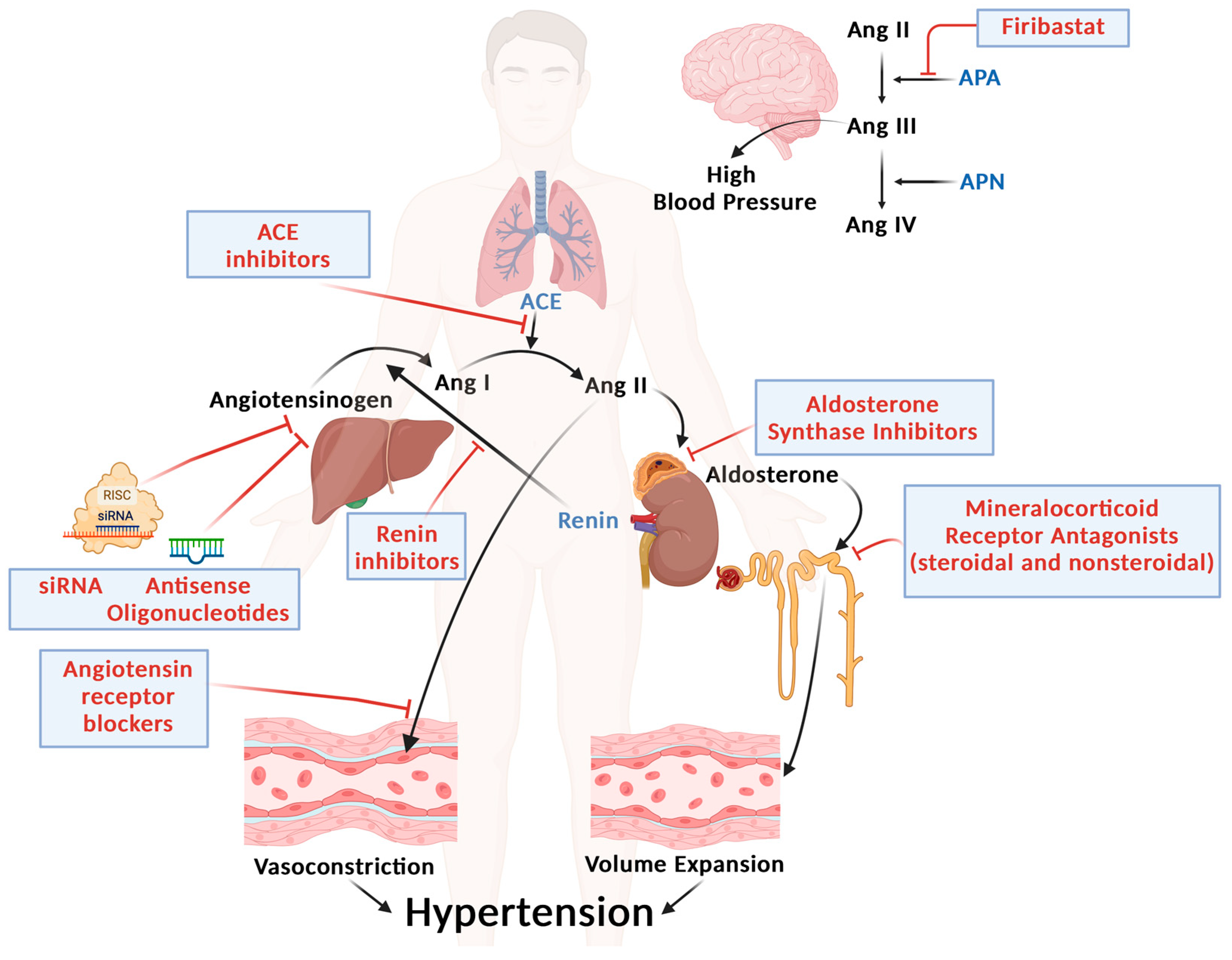 Biomedicines 13 00790 g001