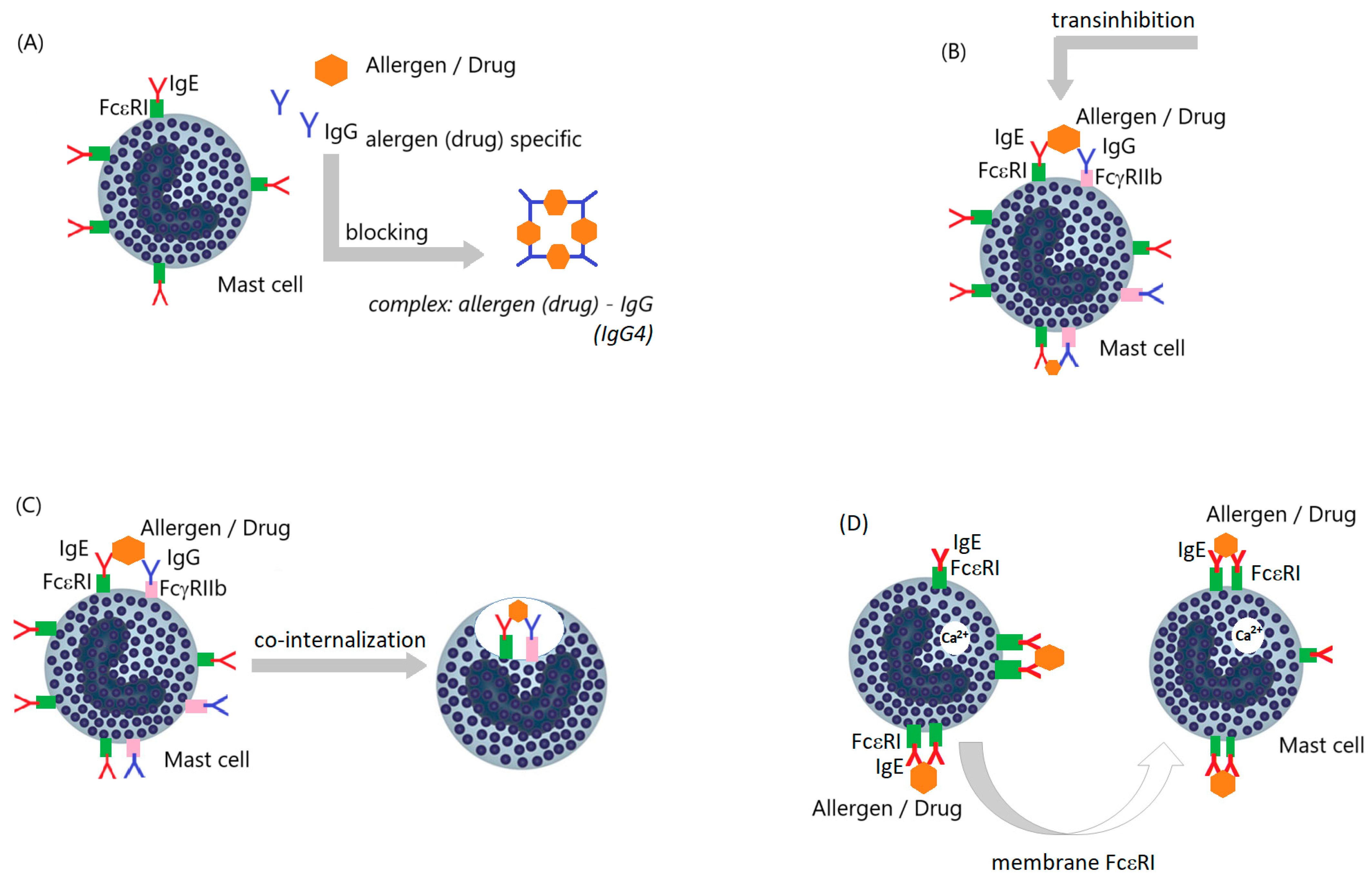 Biomedicines 13 00801 g006
