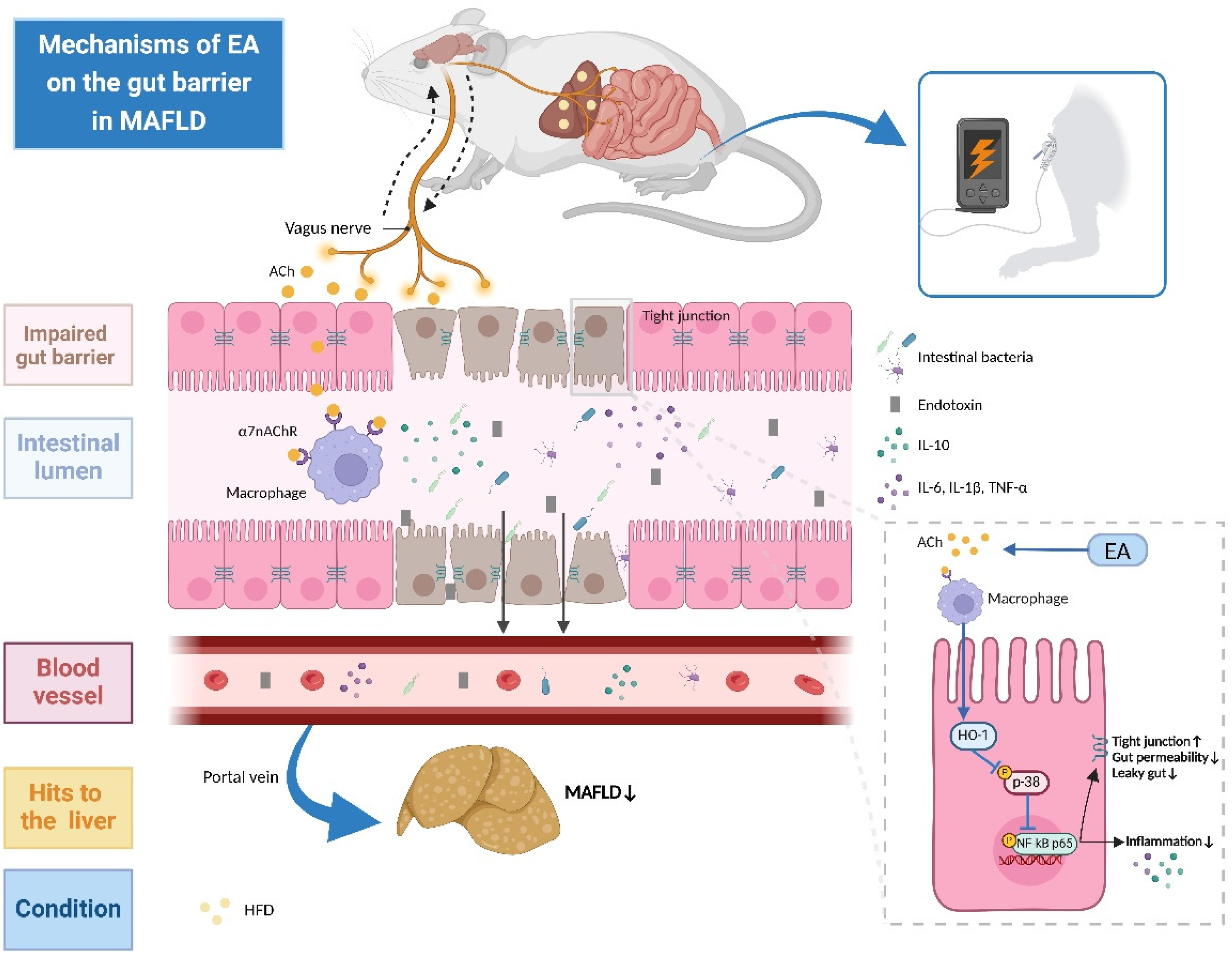 Biomedicines 13 00802 g008