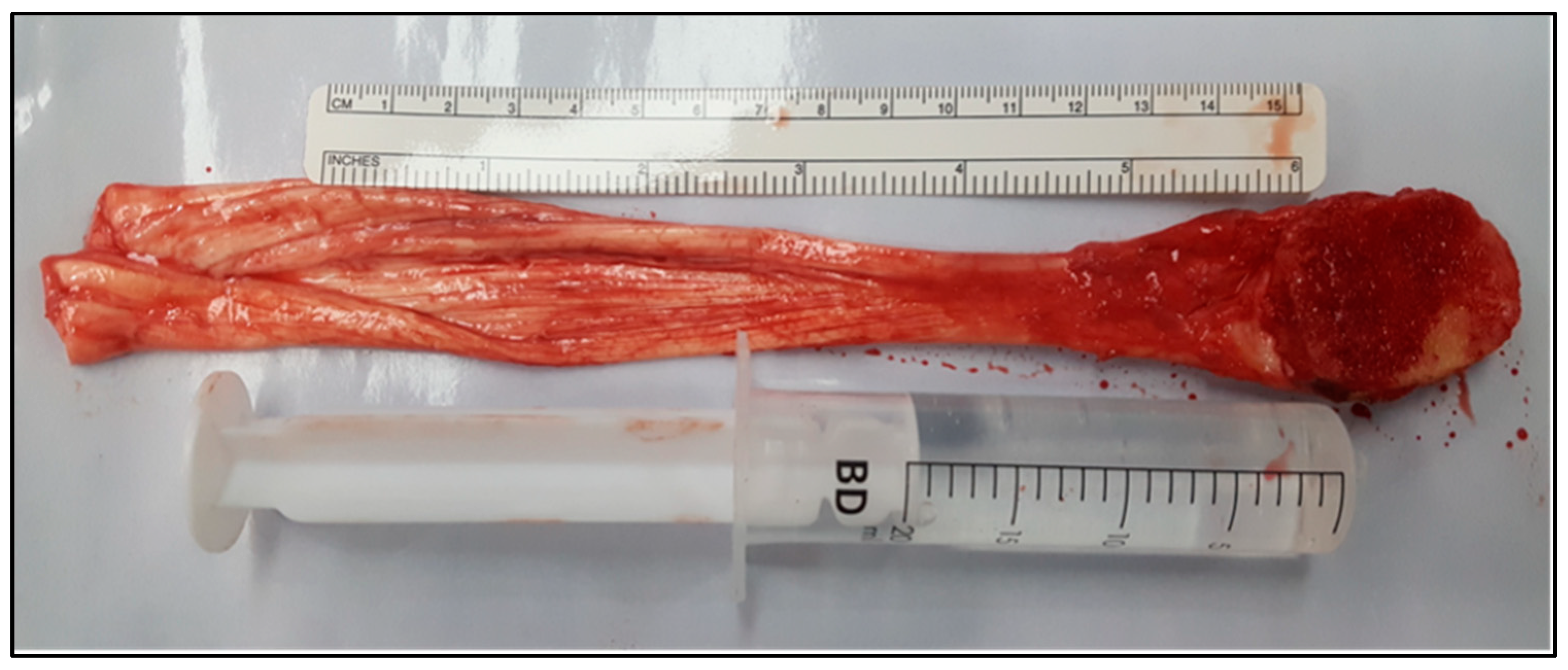 Biomedicines 13 00816 g001