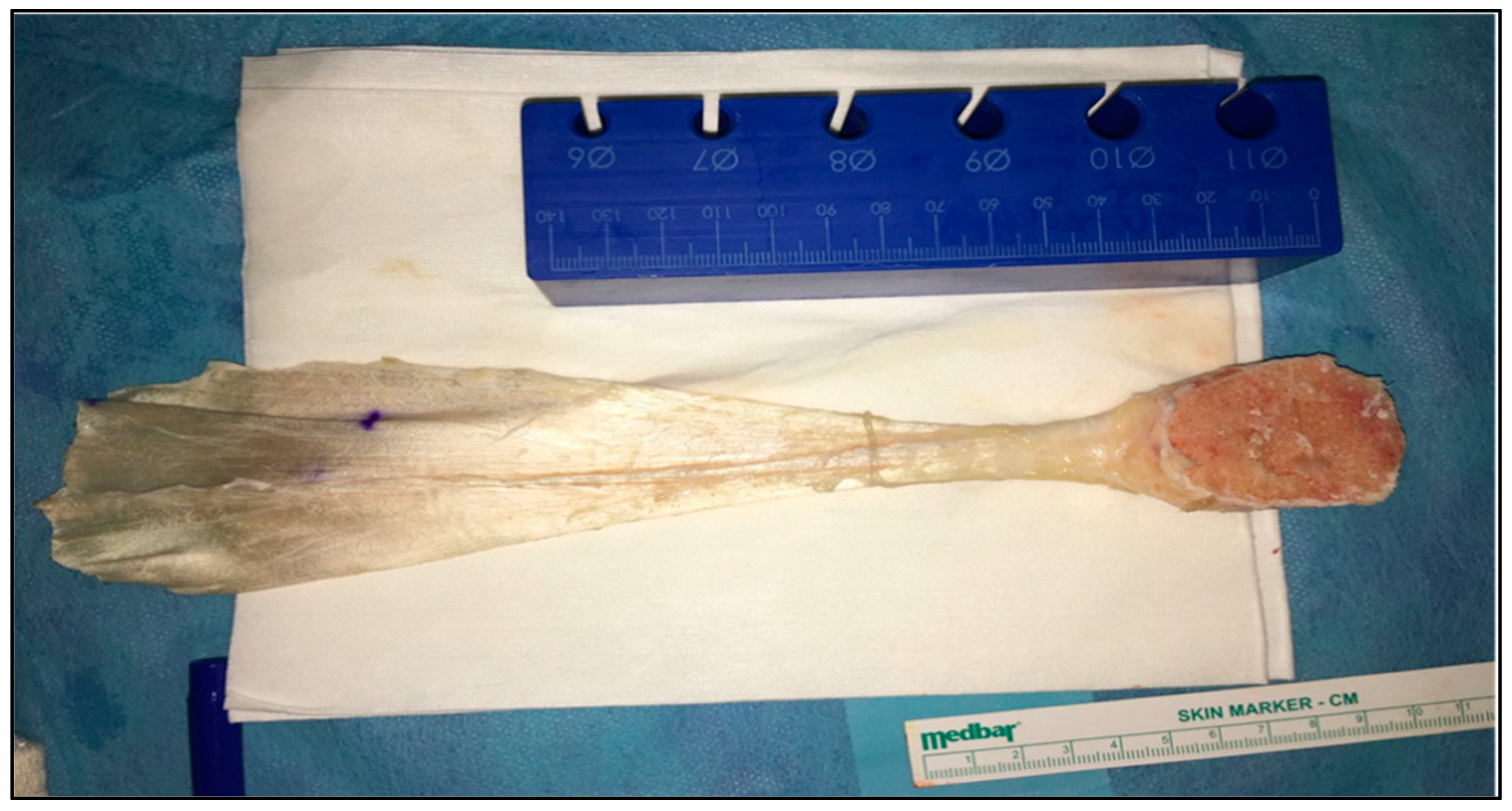 Biomedicines 13 00816 g002