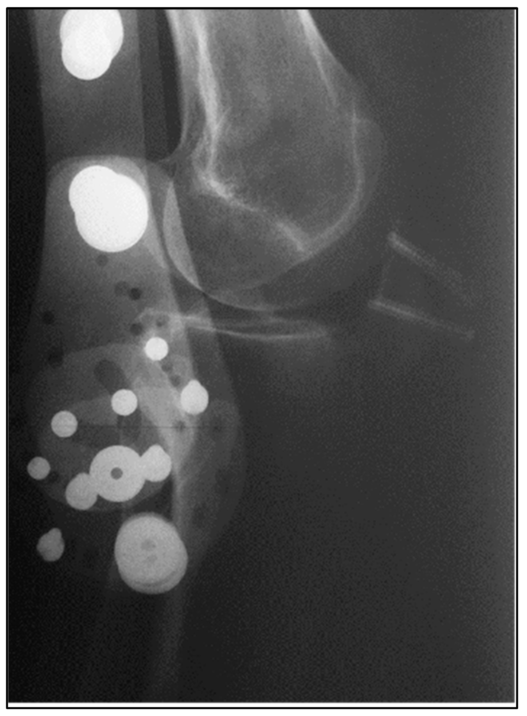 Biomedicines 13 00816 g005