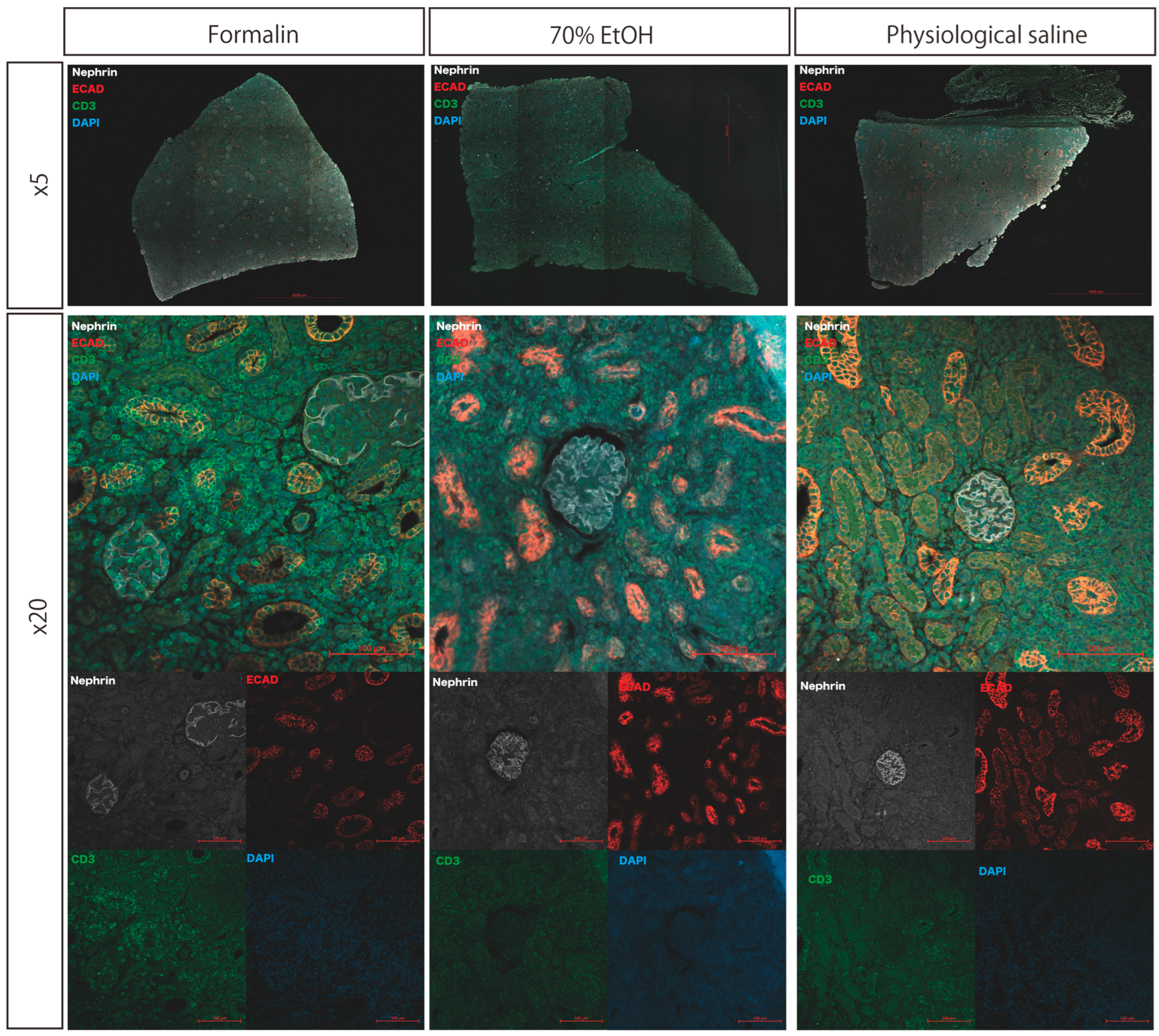 Biomedicines 13 00831 g003