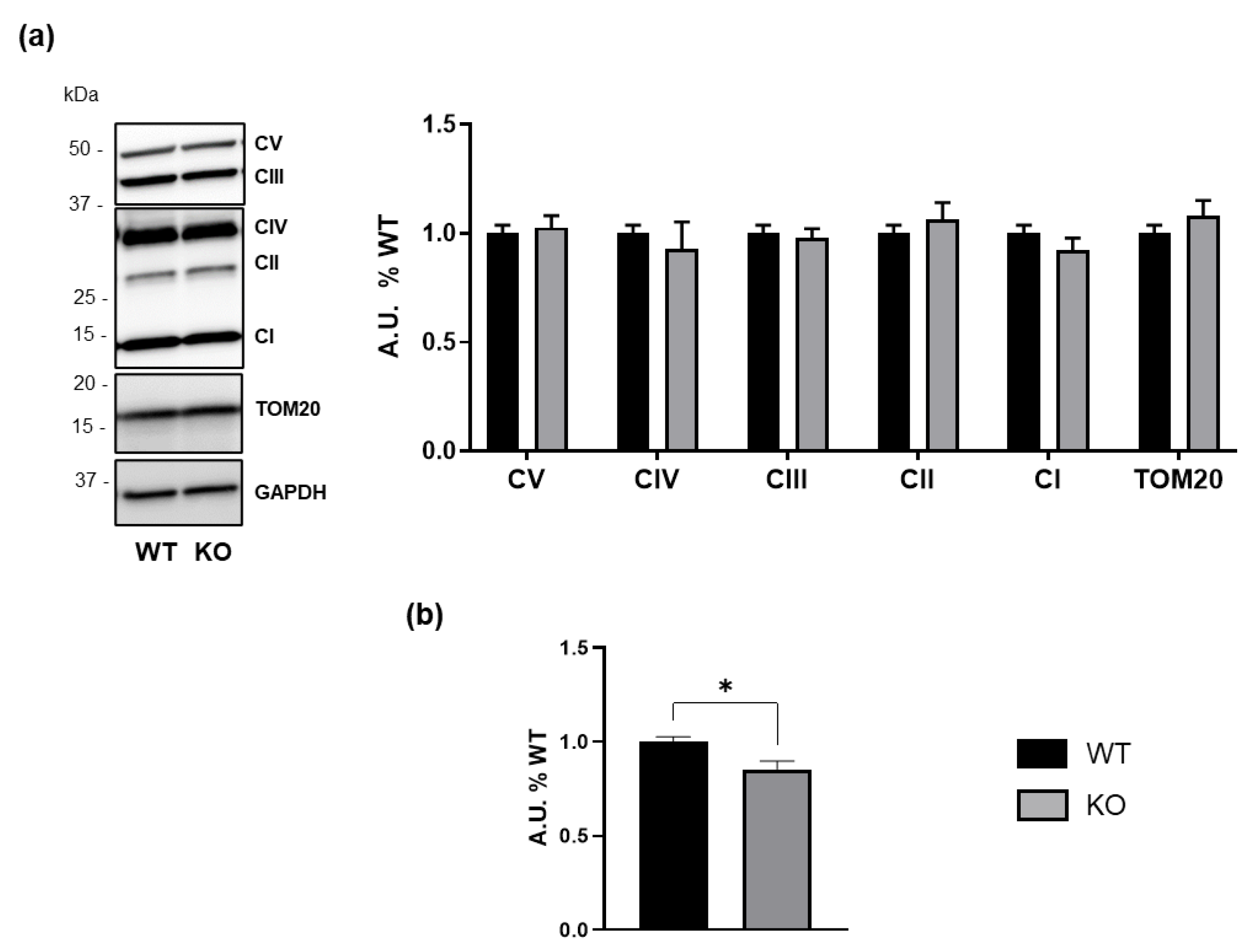 Biomedicines 13 00843 g006