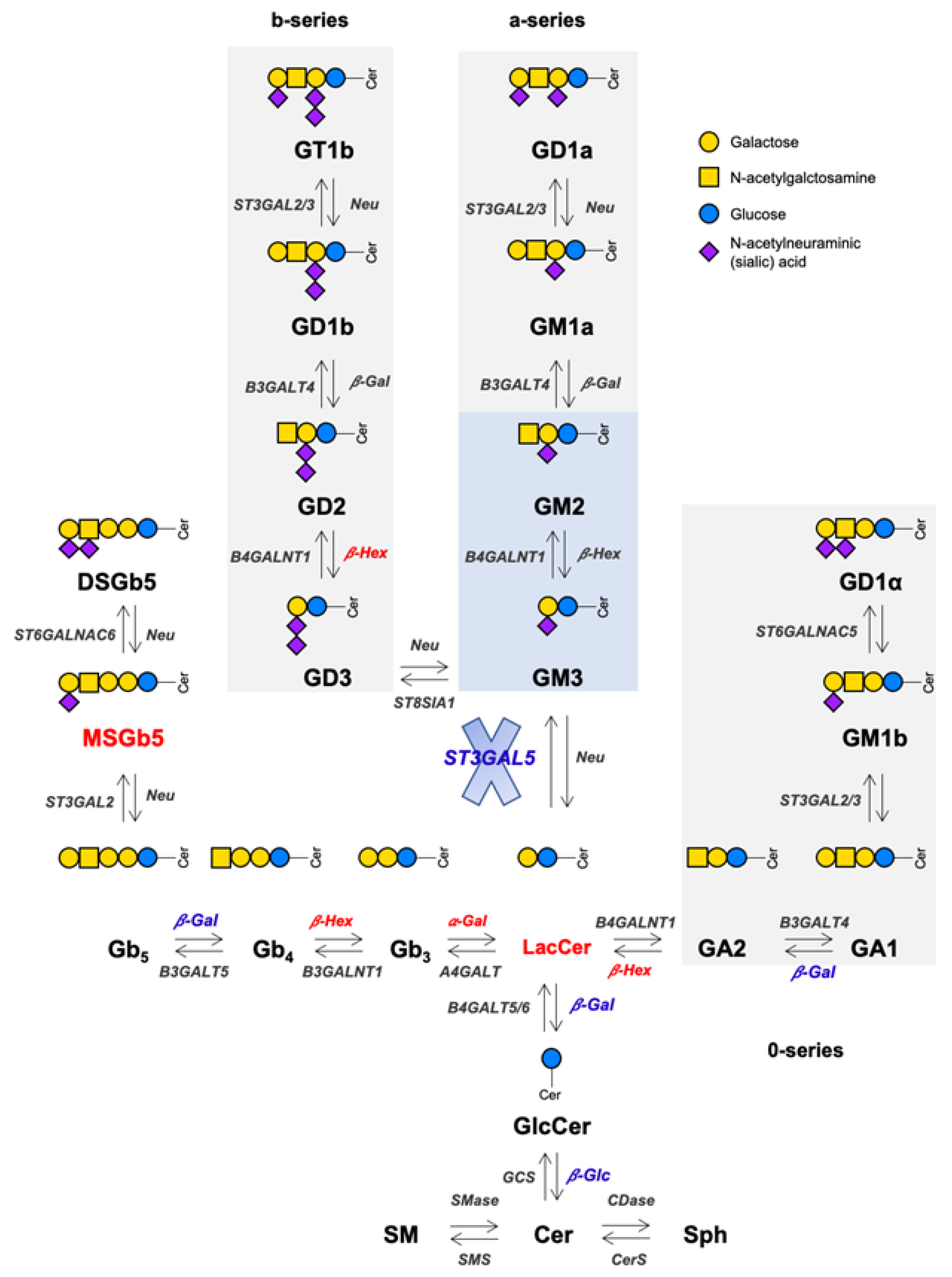 Biomedicines 13 00843 g007